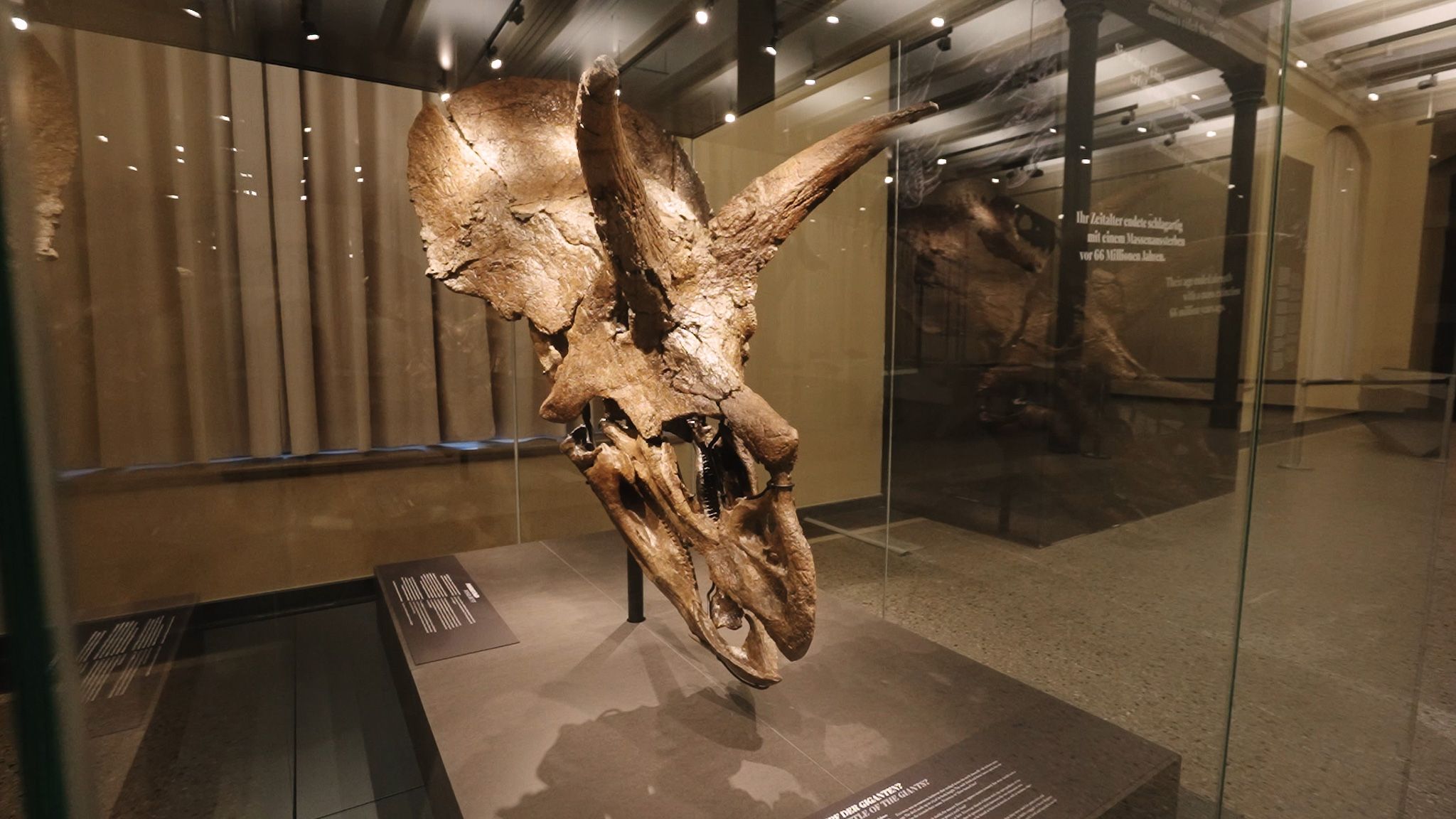 Triceratops "Amalie" in Natural History Museum in Berlin.