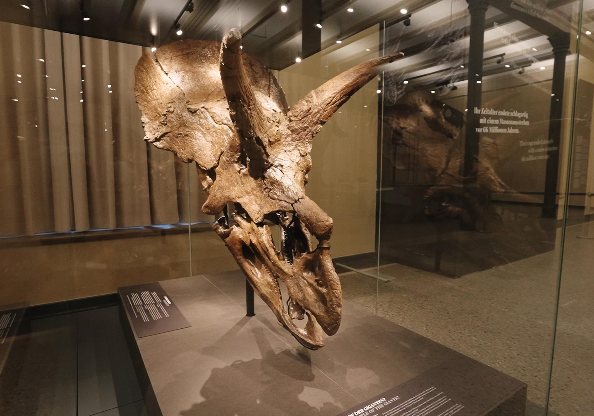 Triceratops "Amalie" in Natural History Museum in Berlin.