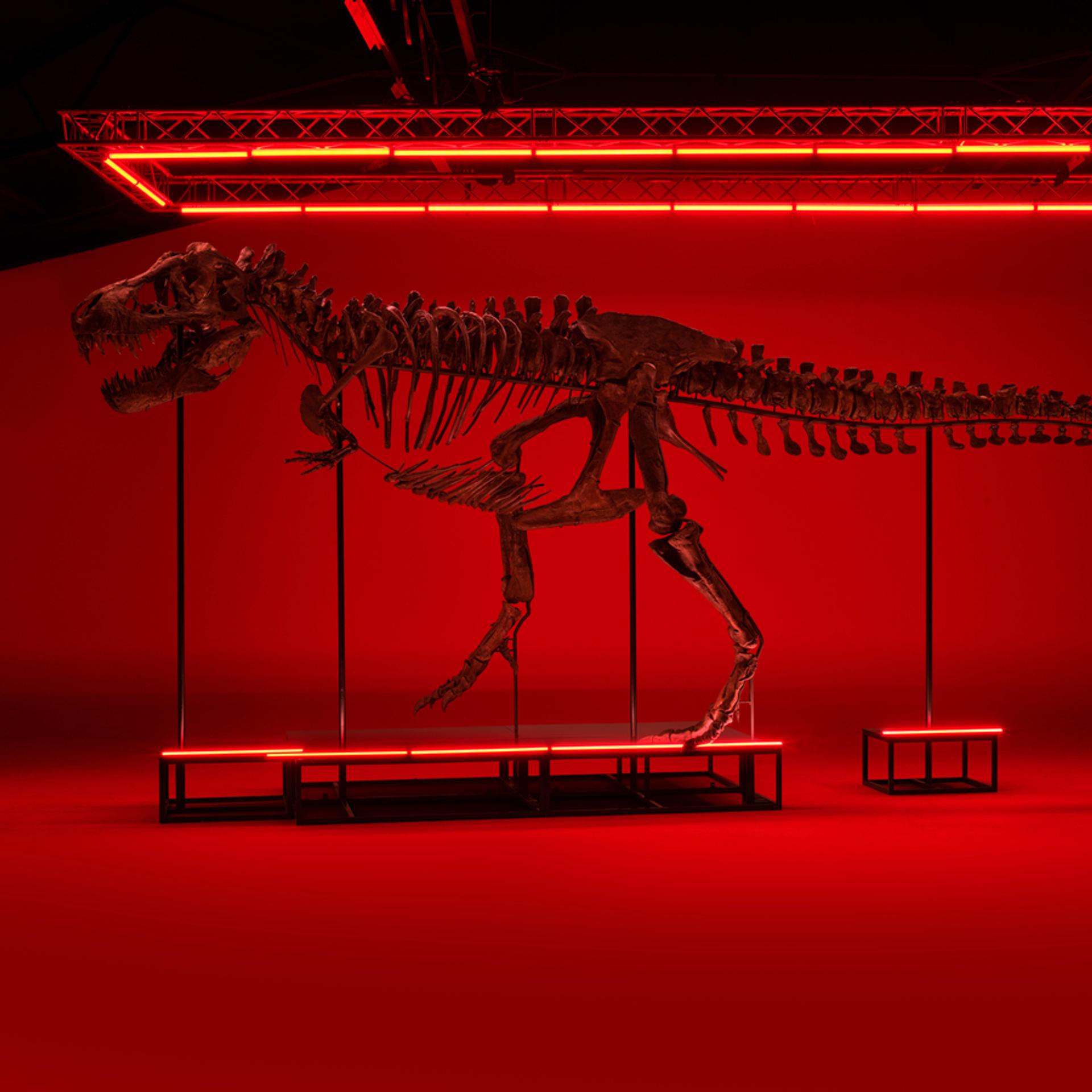 T. rex takes over Denmark: Sensational summer guest at the Museum of Evolution