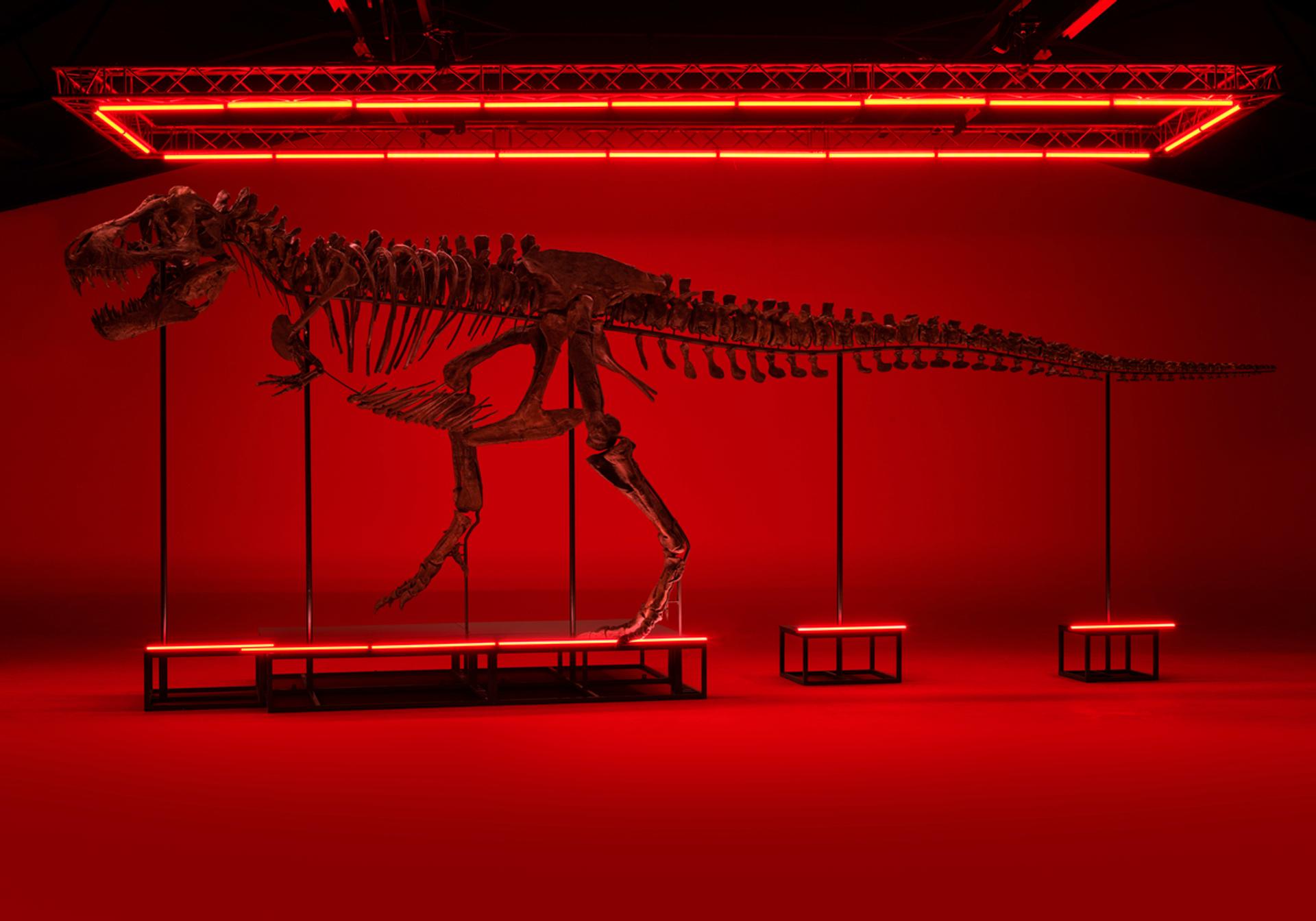 T. rex Trinity, 67 million years old. © The Phoebus Foundation, Antwerp