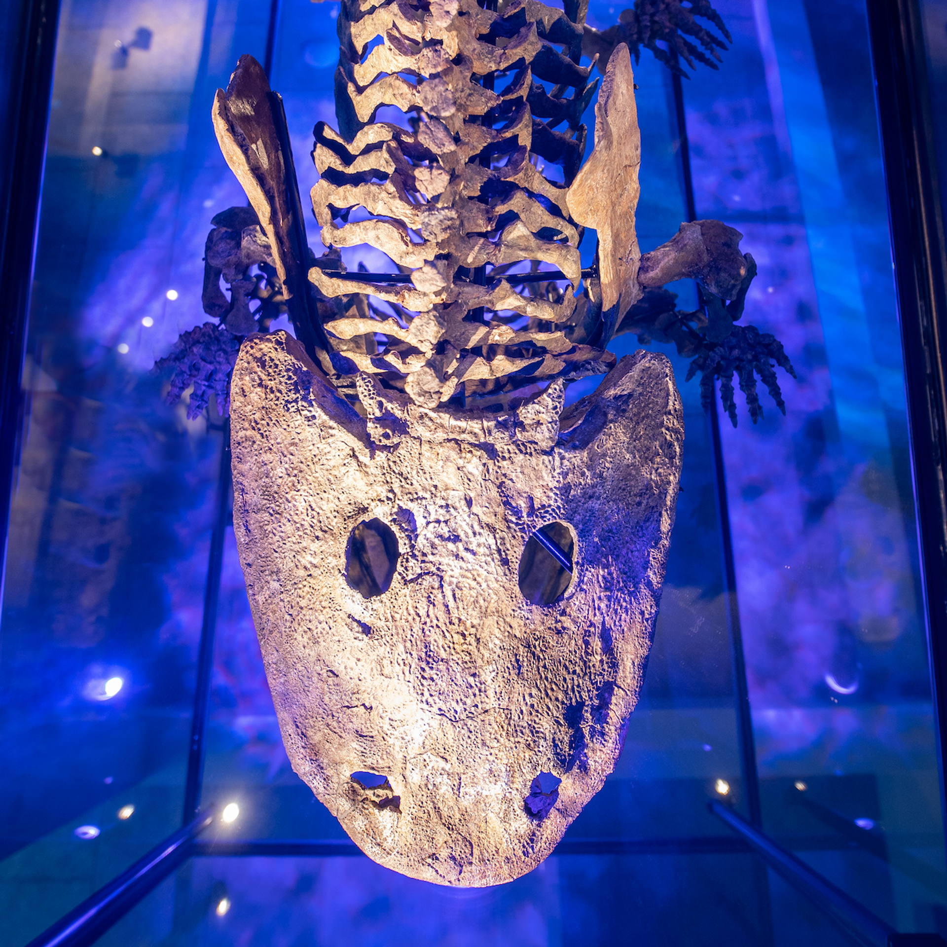 Eryops megacephalus