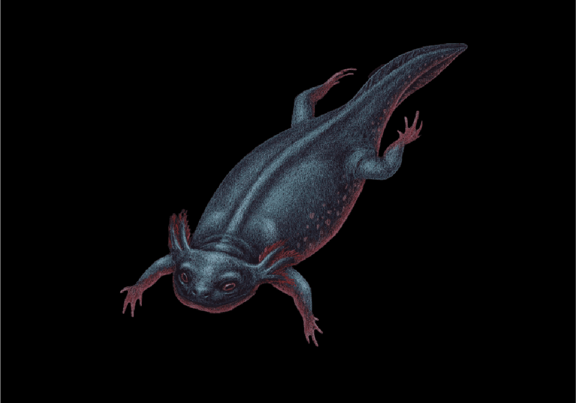Here is an illustration of how a Apateon is believed to have looked like.