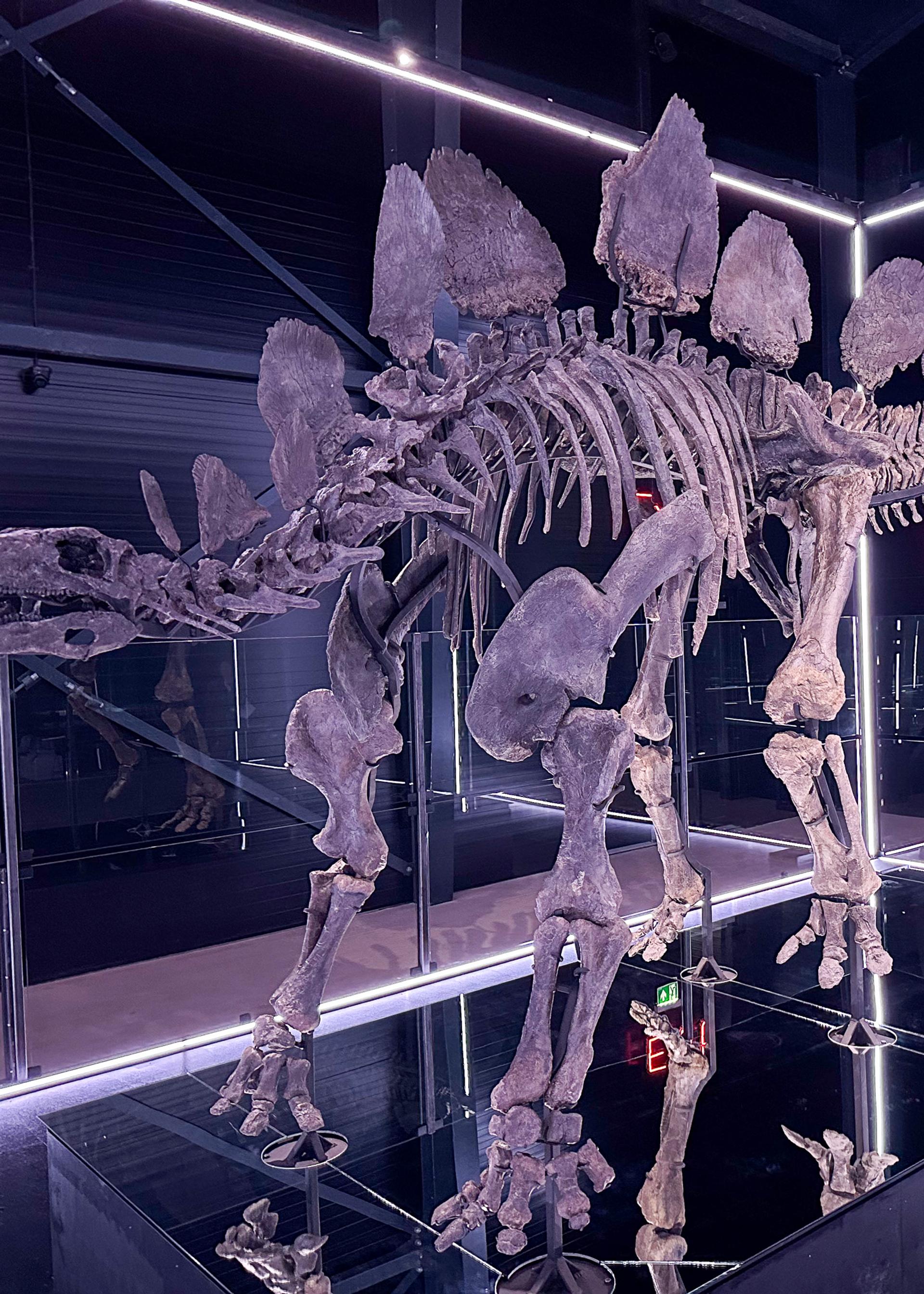 Stegosaurus, Hesperosaurus mjosi