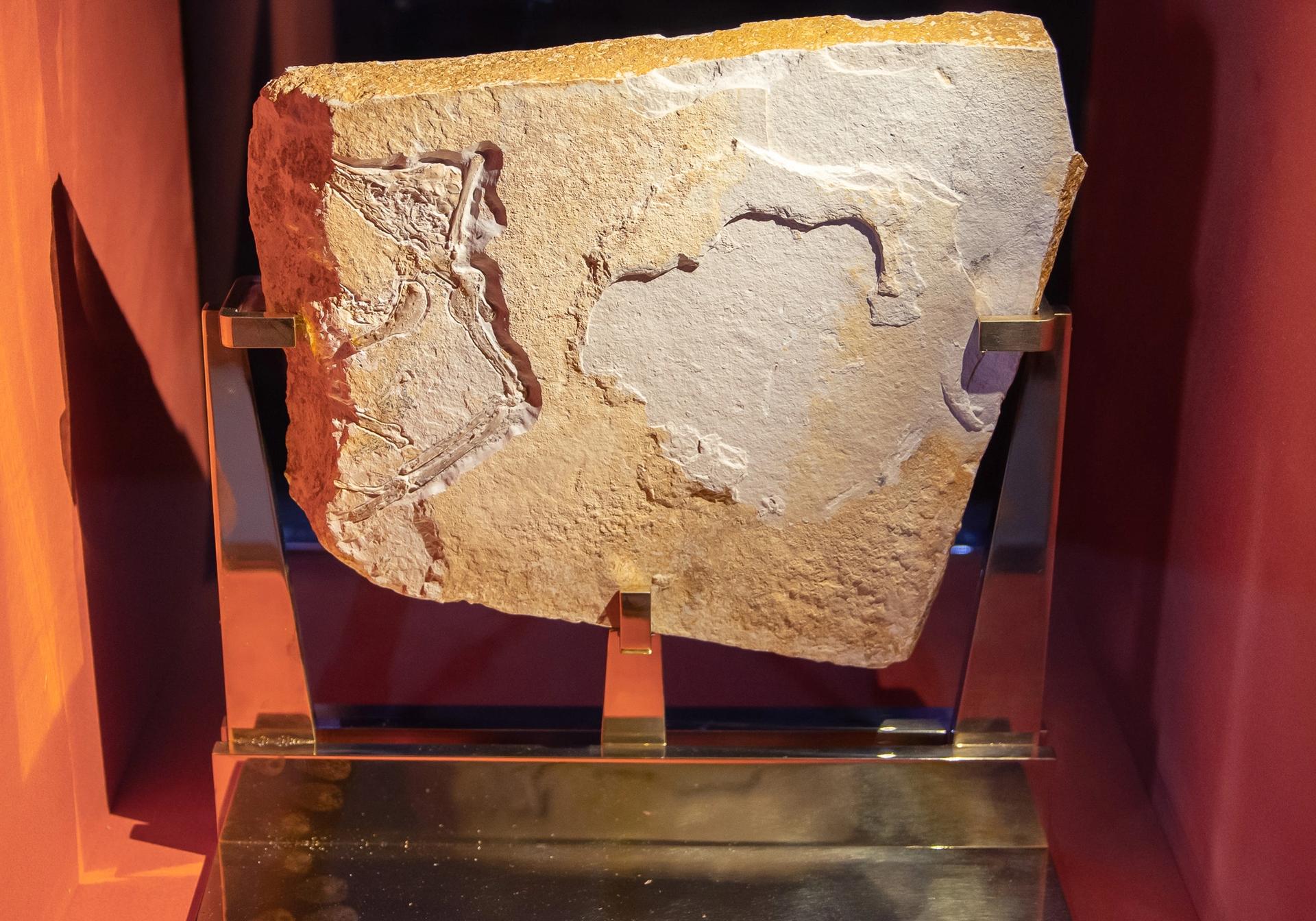 Archaeopteryx on display in a glass case.