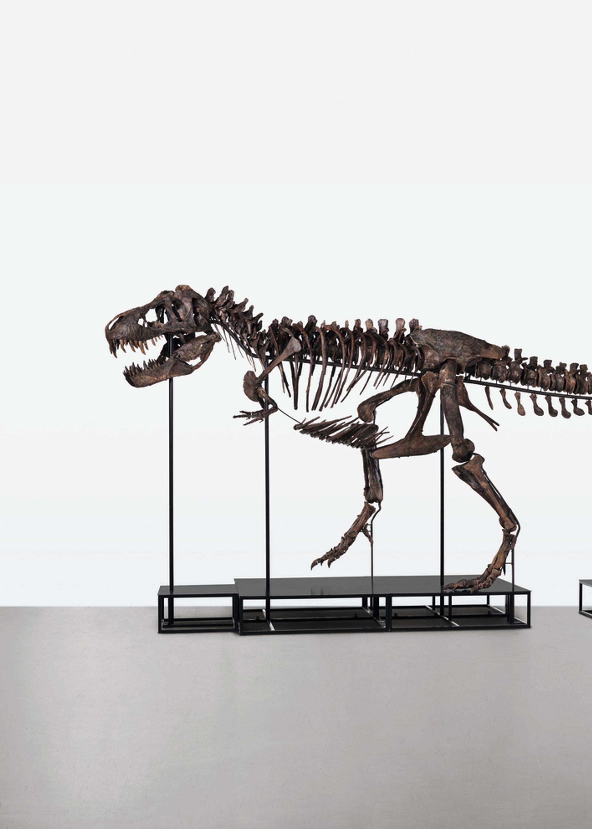 T. rex invades Denmark: Join us as the world's most iconic predator is brought to life