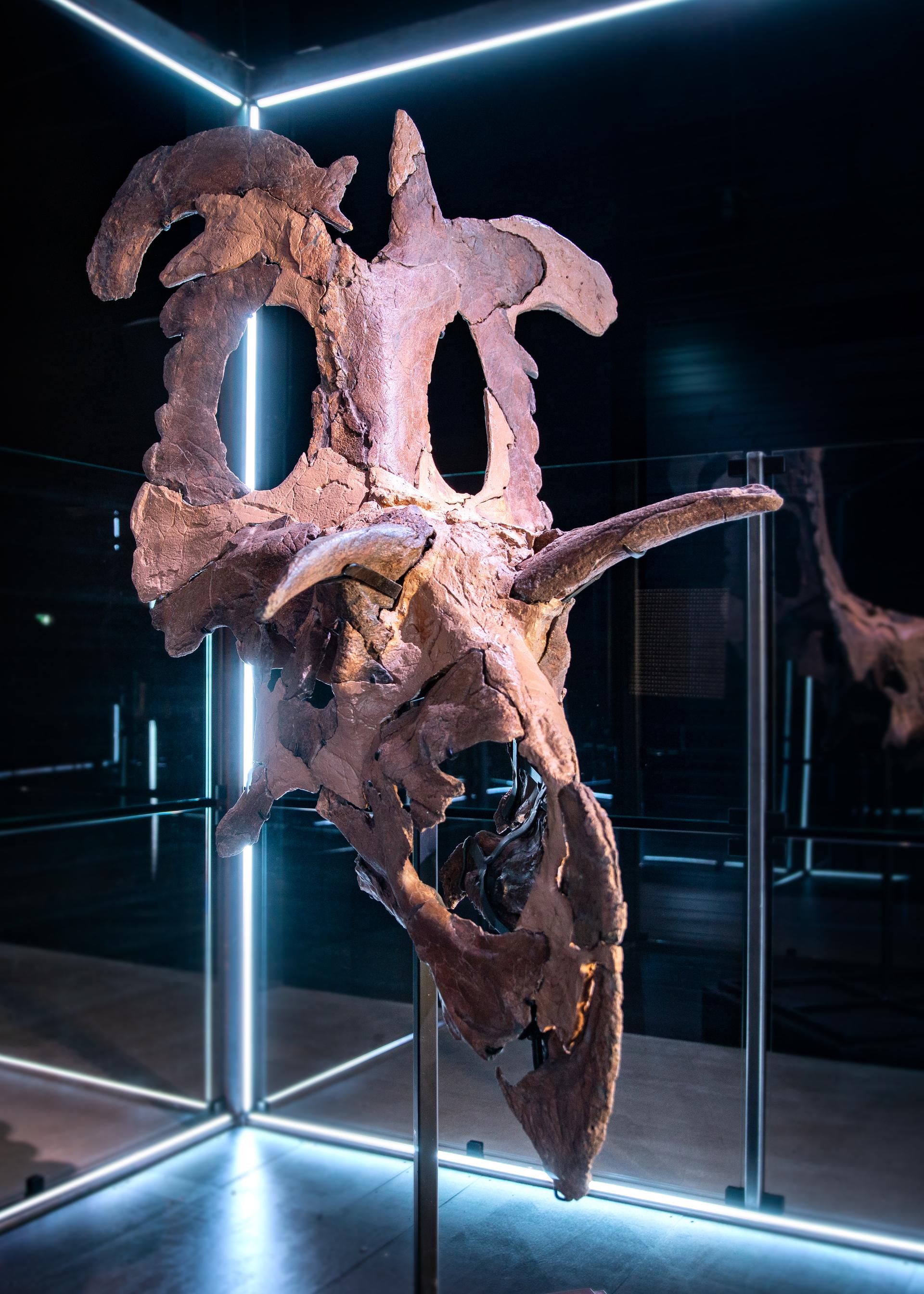 Lokiceratops rangiformis
