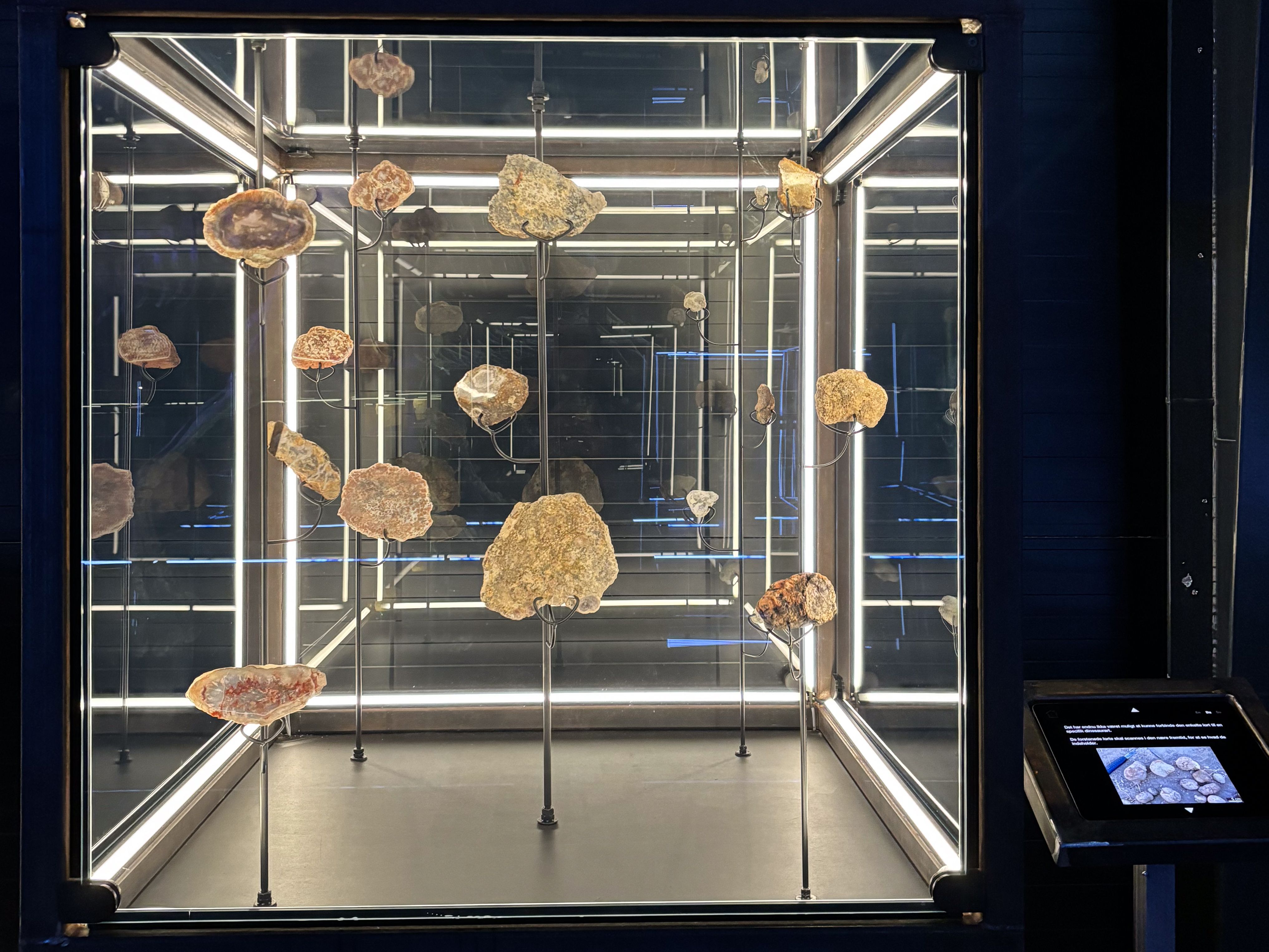 Coprolites on display at the Museum of Evolution.