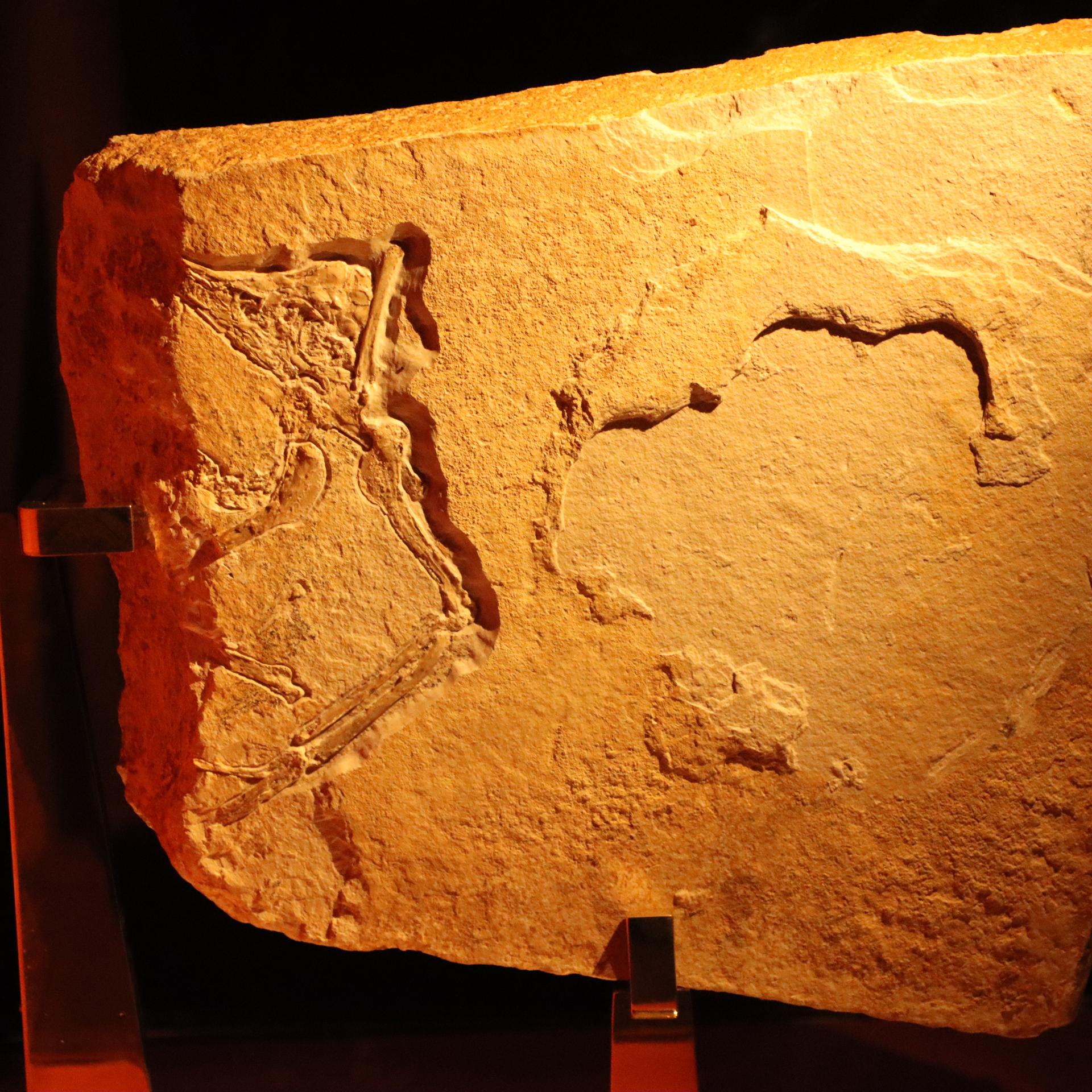 Archaeopteryx