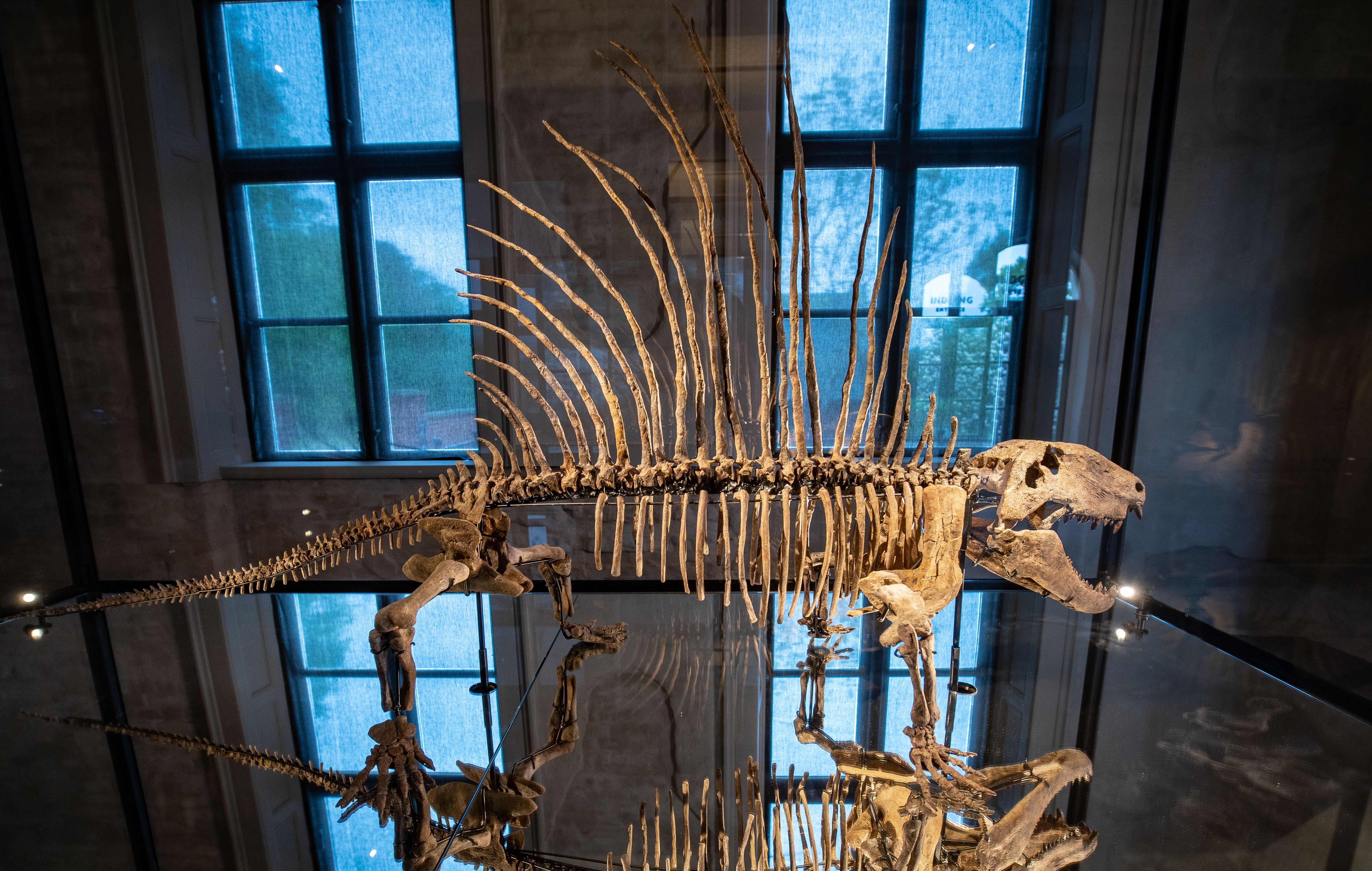 Dimetrodon grandis on display