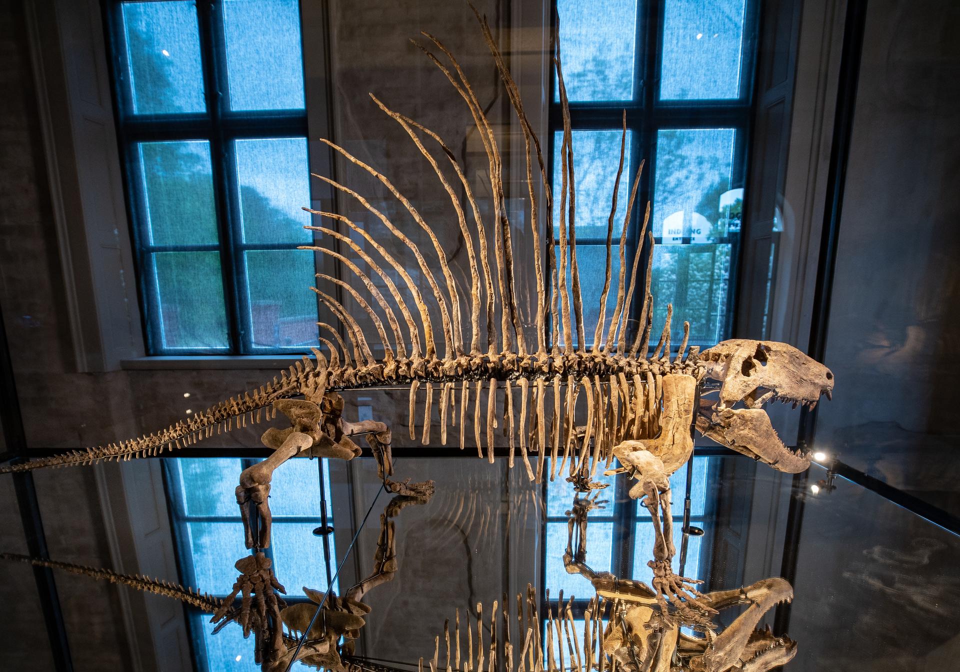 Dimetrodon grandis on display