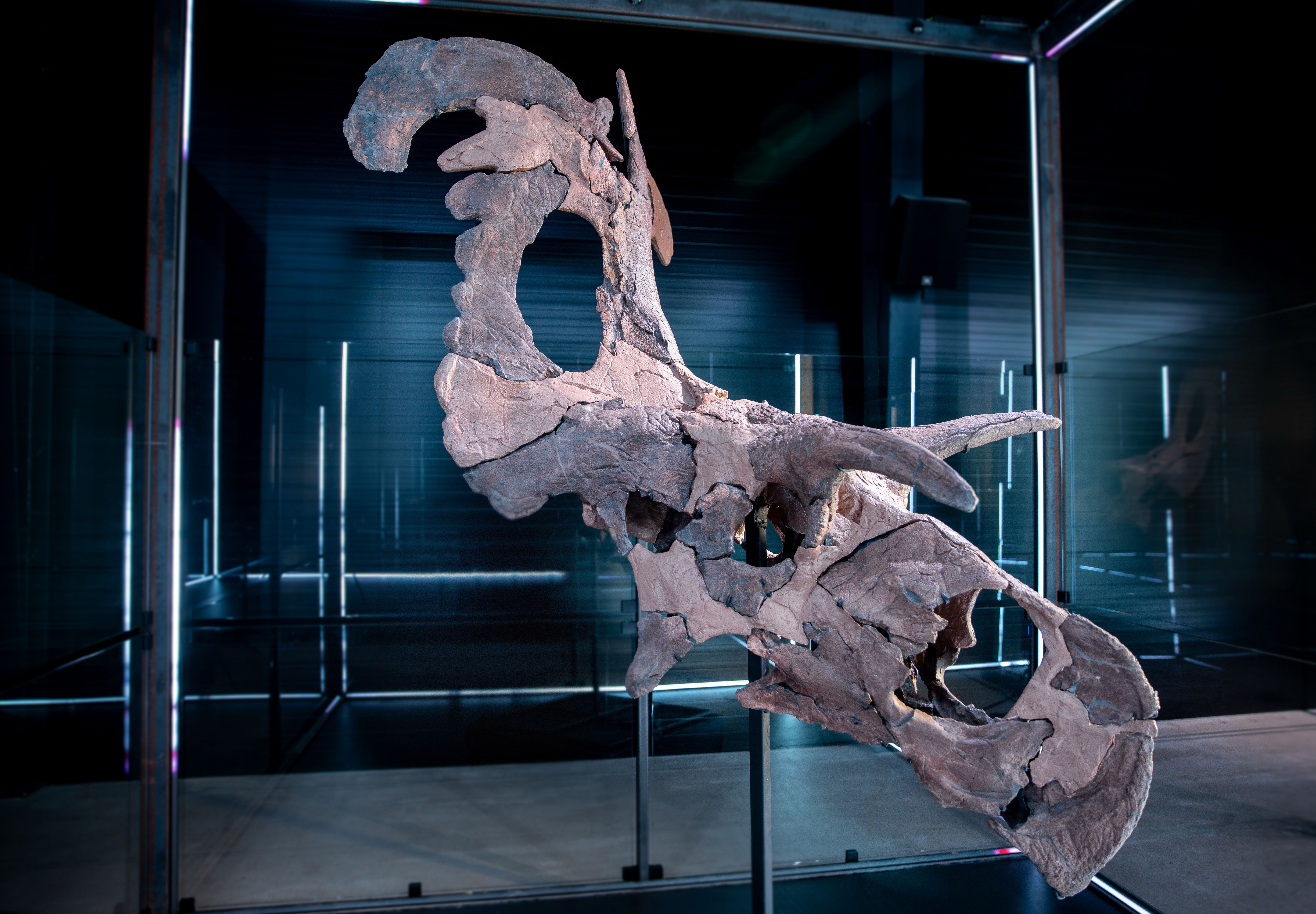 Lokiceratops rangiformis © Museum of Evolution, Denmark