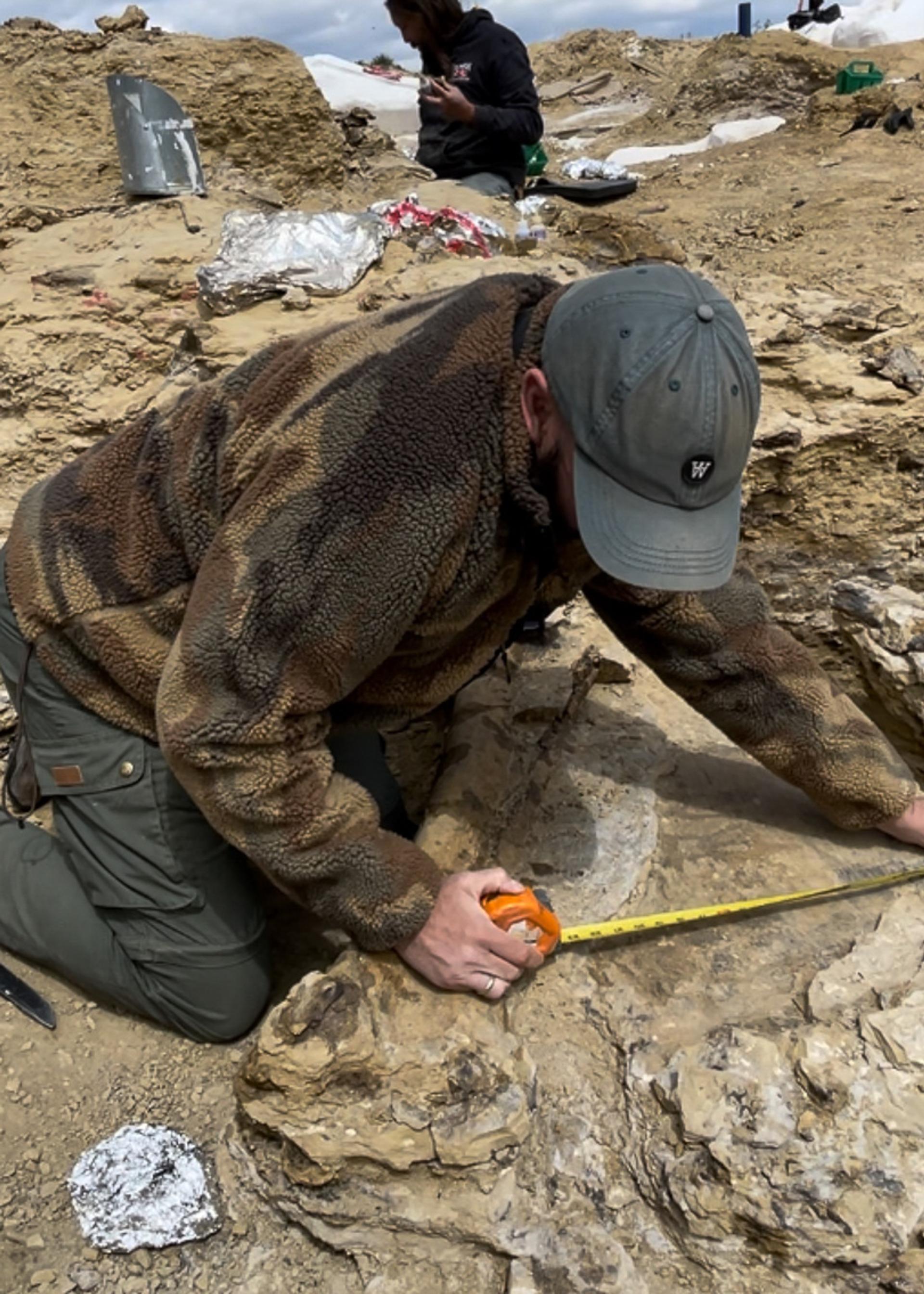 Museum of Evolution stegosaurus species