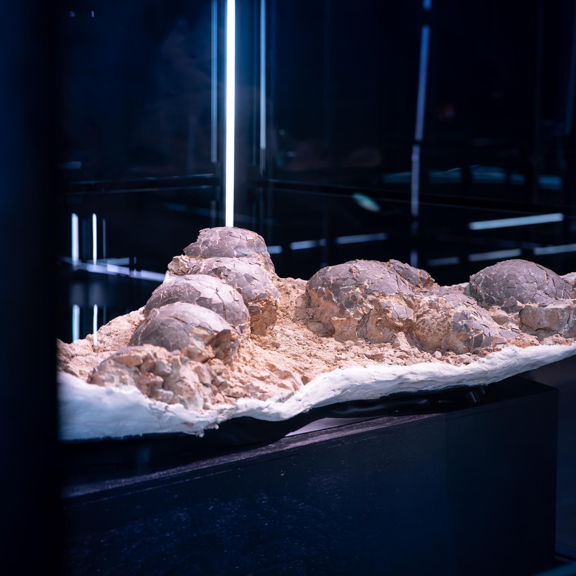 Hypselosaurus eggs in the Museum of Evolution