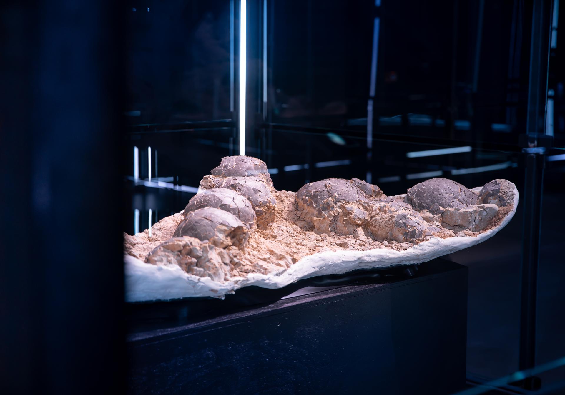 Hypselosaurus egg nest. Approved for media use. (c) Museum of Evolution