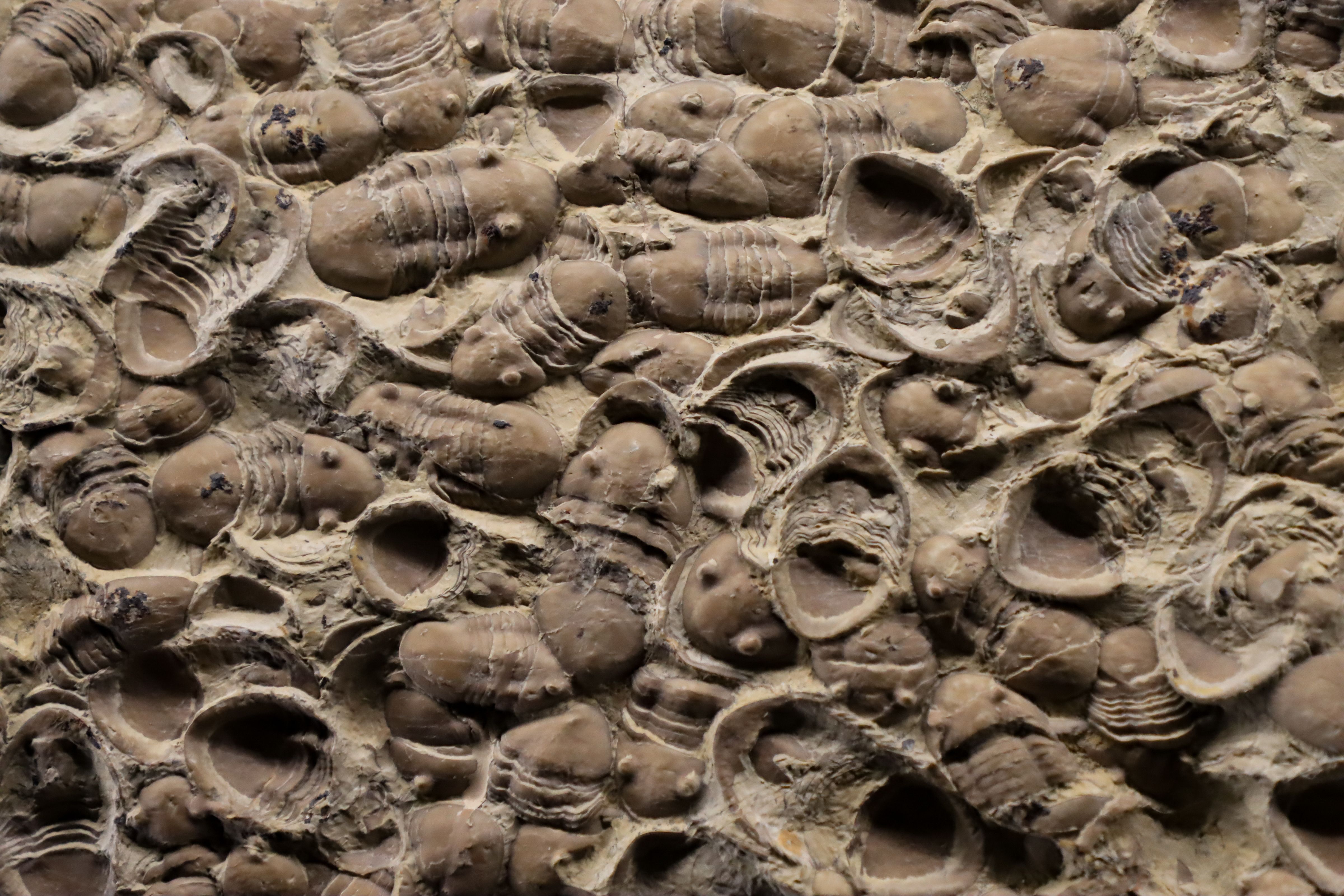A rock surface covered with numerous trilobite and shell fossils.