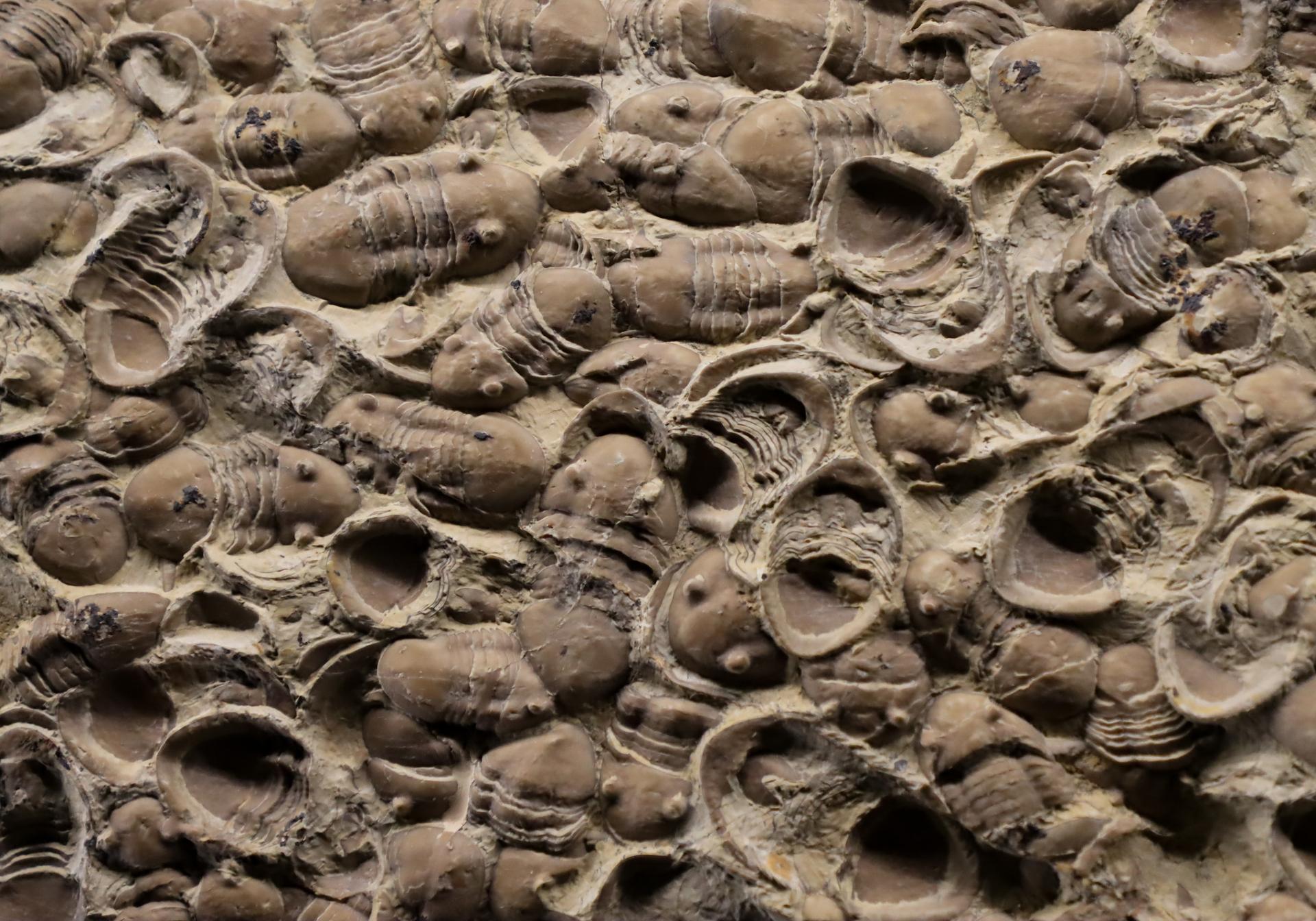 A rock surface covered with numerous trilobite and shell fossils.