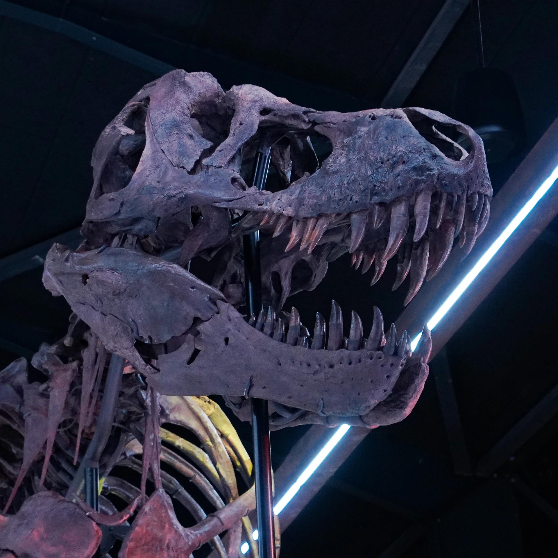 T. rex Trinity, 67 million years old.