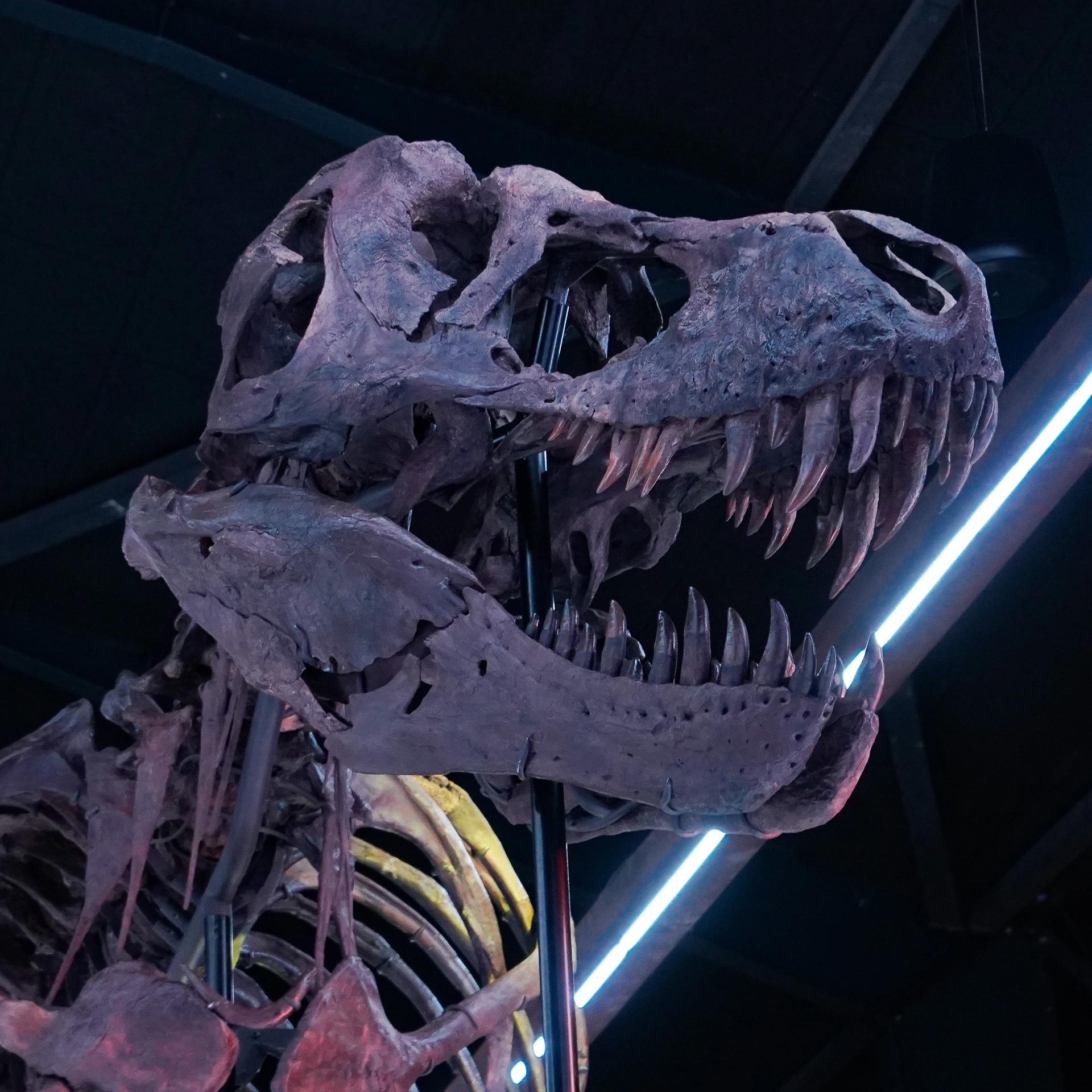 T. rex Trinity