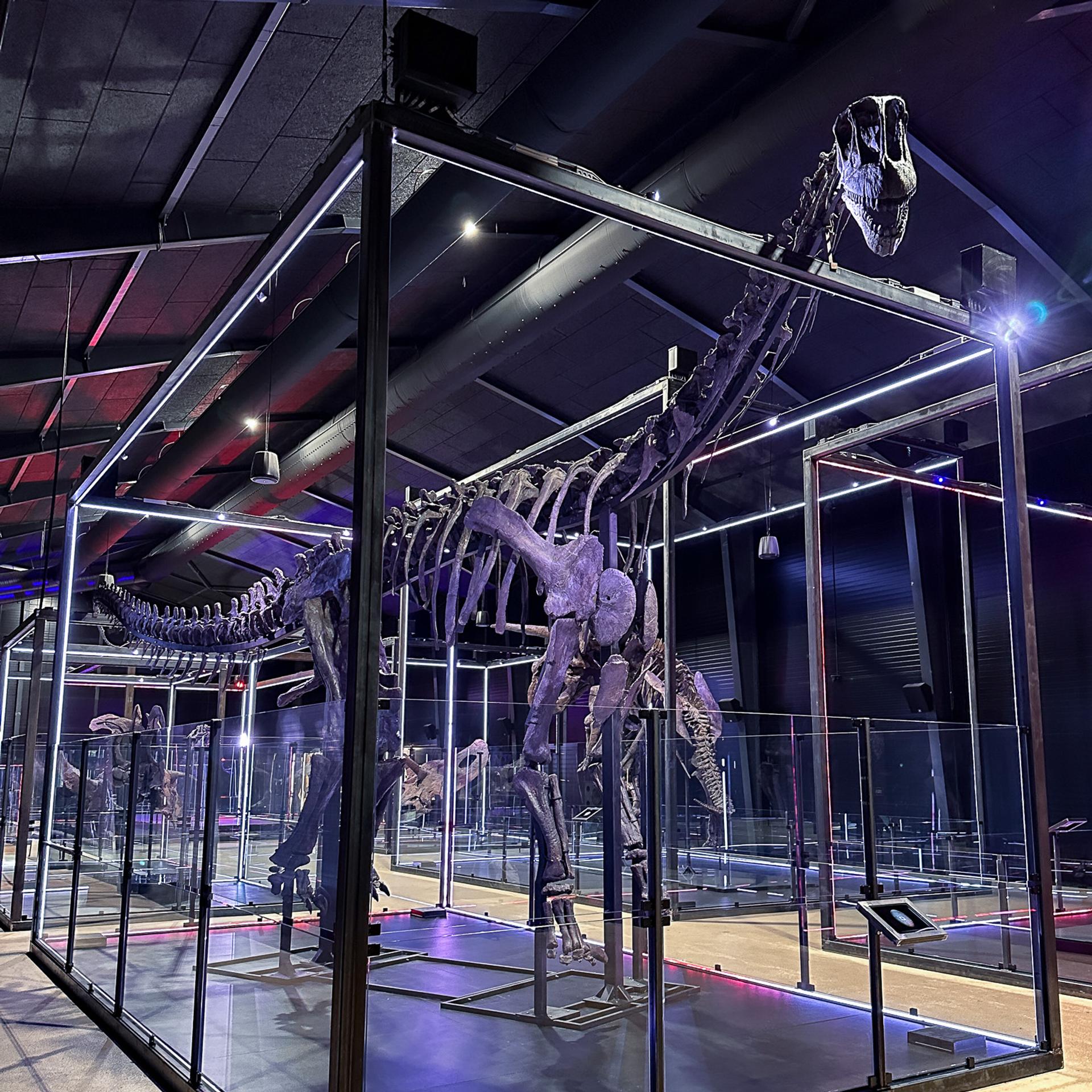 Camarasaurus Grandis inside the Museum of Evolution
