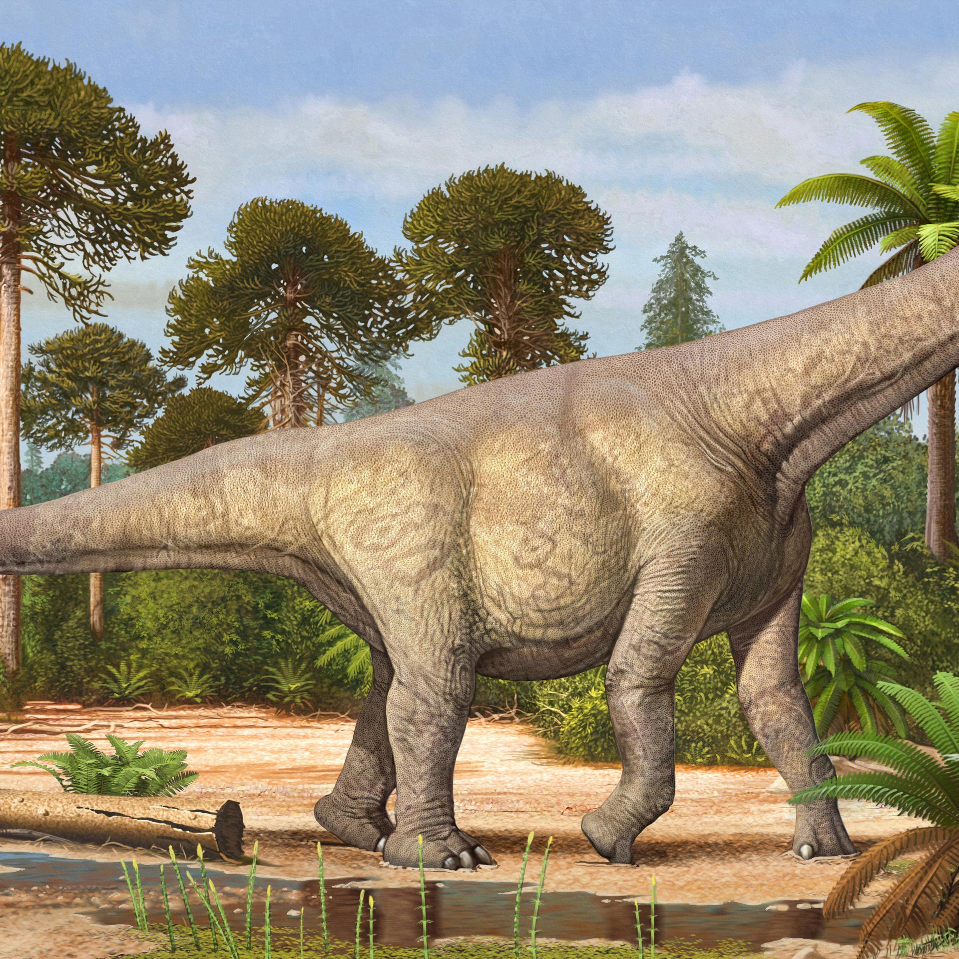 Camarasaurus grandis