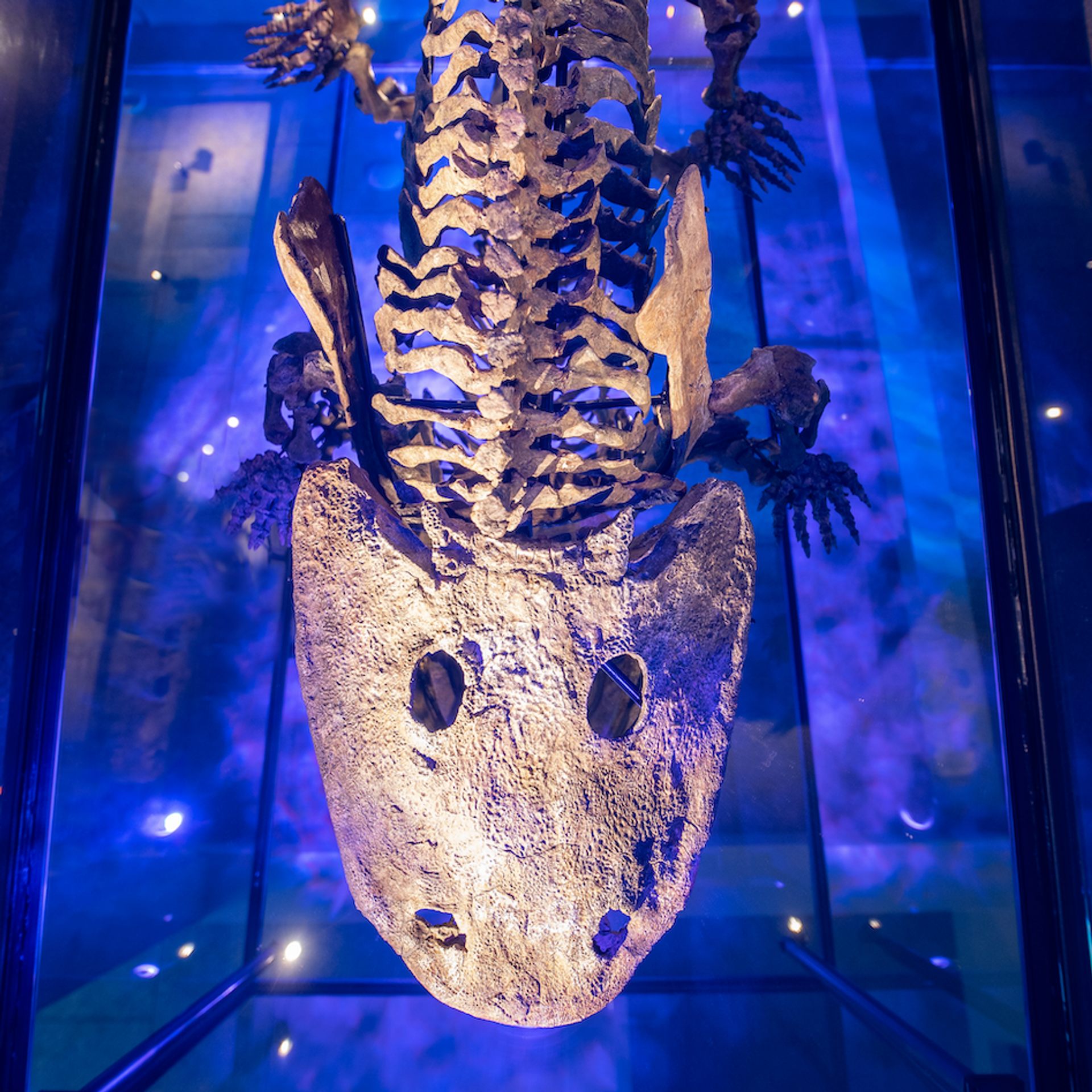 Eryops megacephalus on display