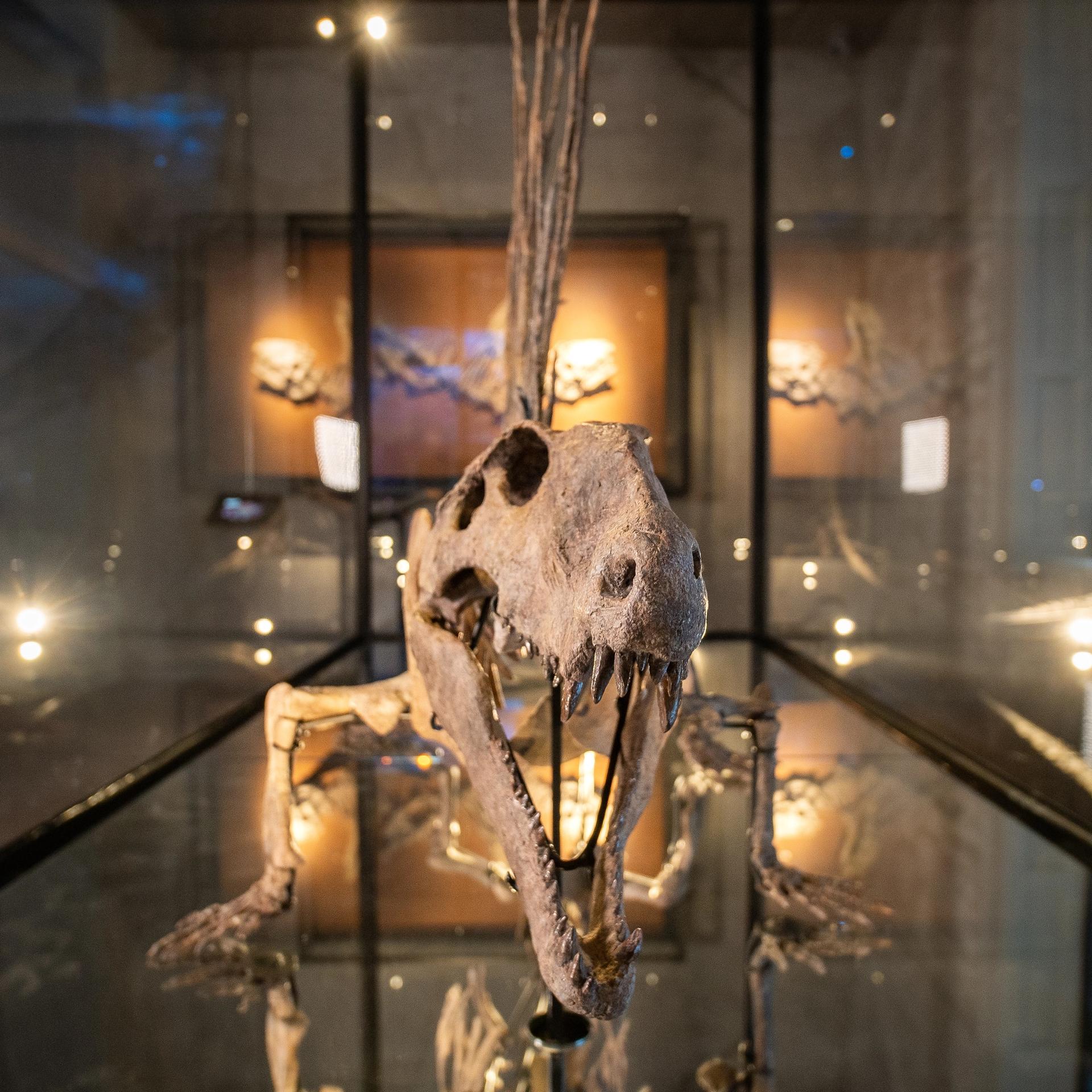 Dimetrodon grandis on display