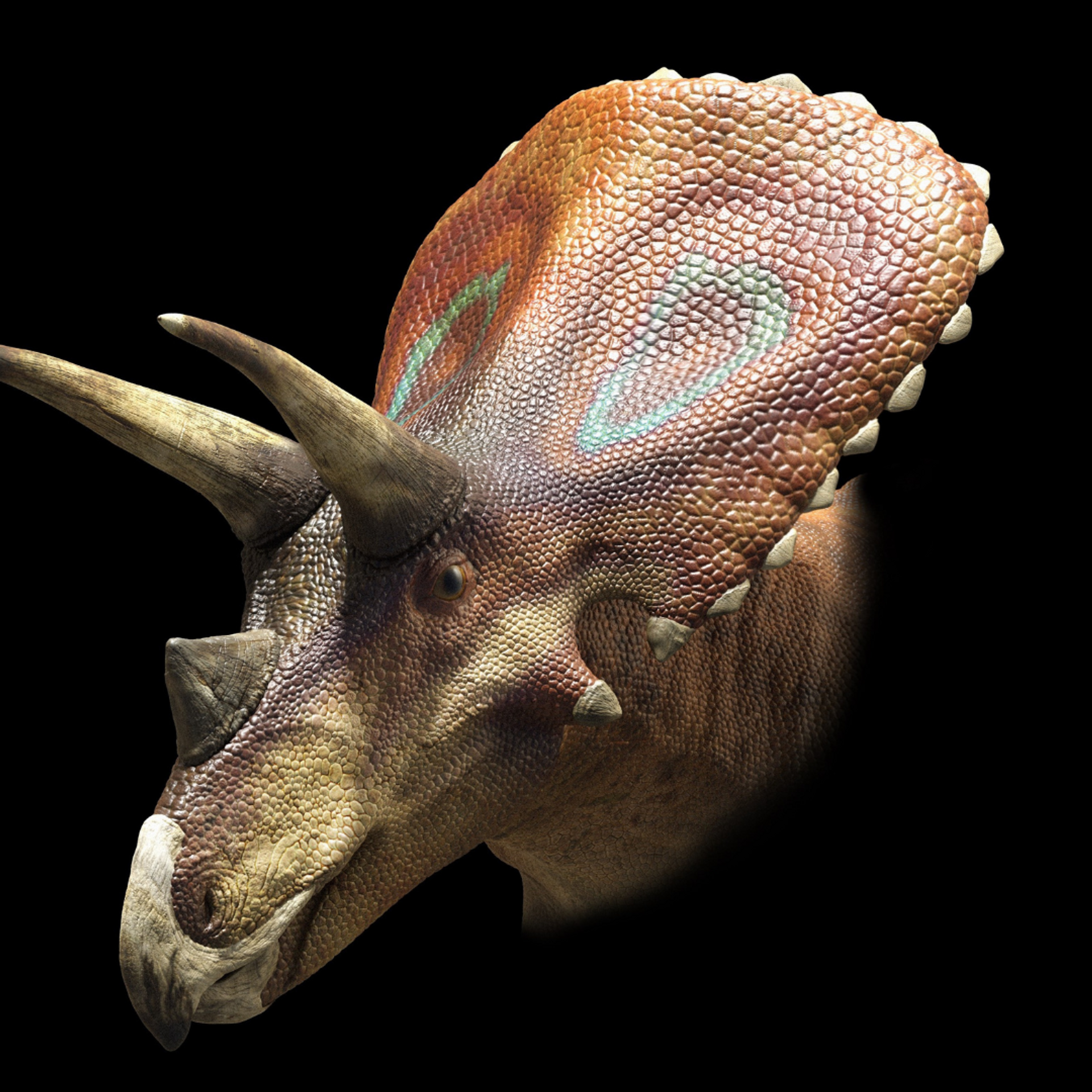 Torosaurus skull as it might have looked