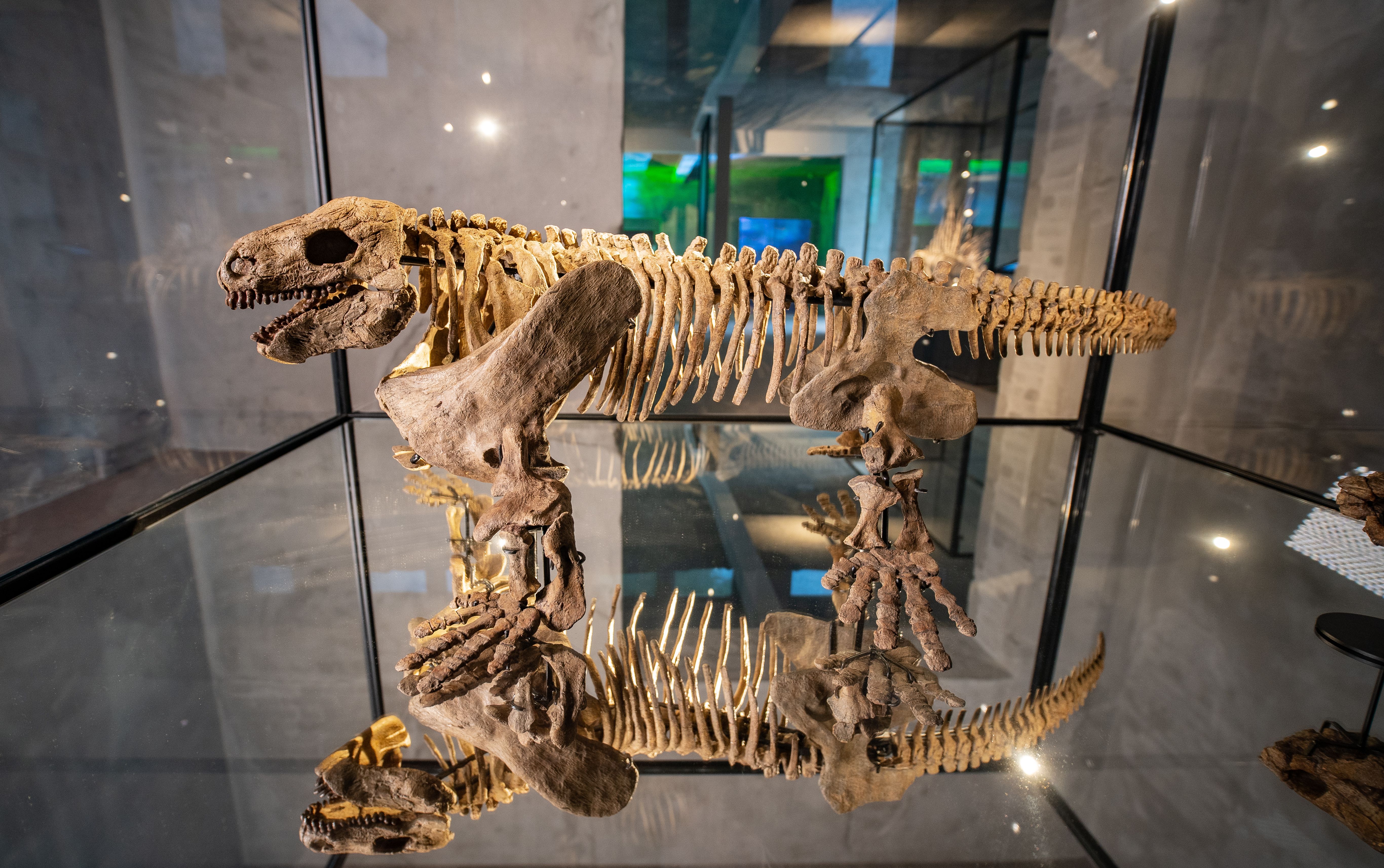 Diadectes on display