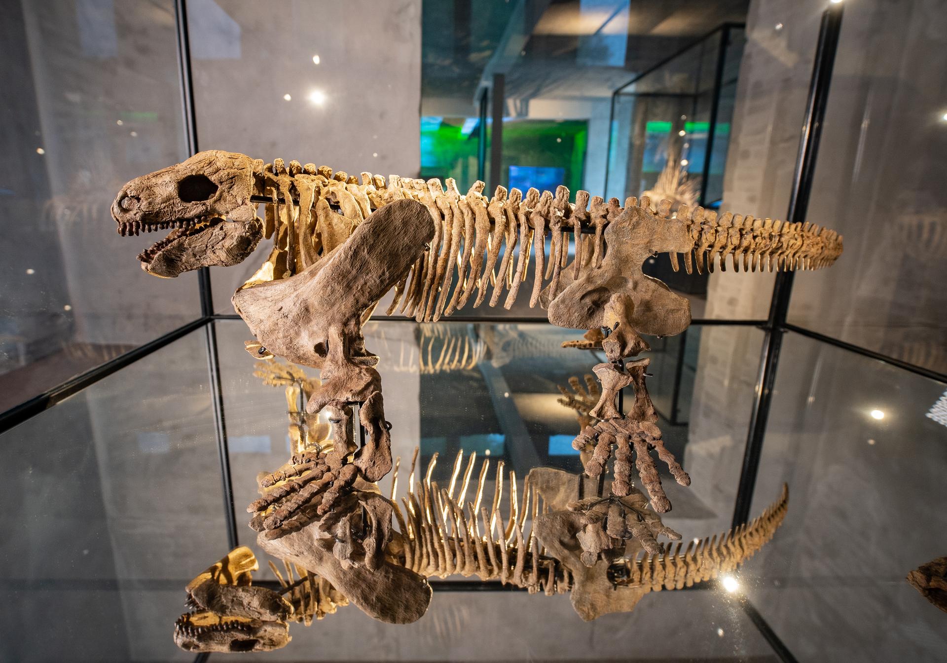 Diadectes on display