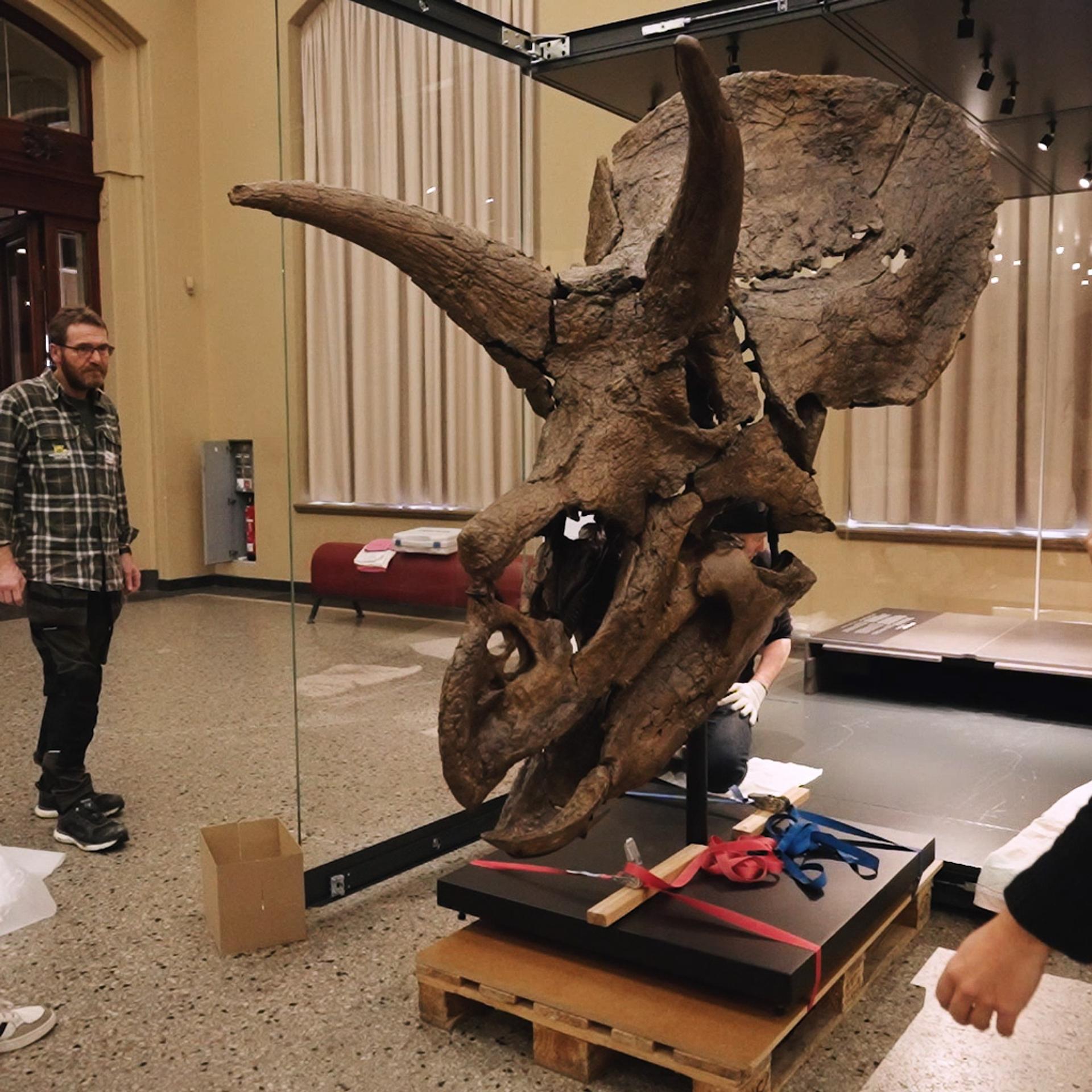 A very large and rare dinosaur skull, which has already been seen by more than 400,000 people at the Berlin Natural History Museum in Germany, will now be permanently displayed in Denmark.