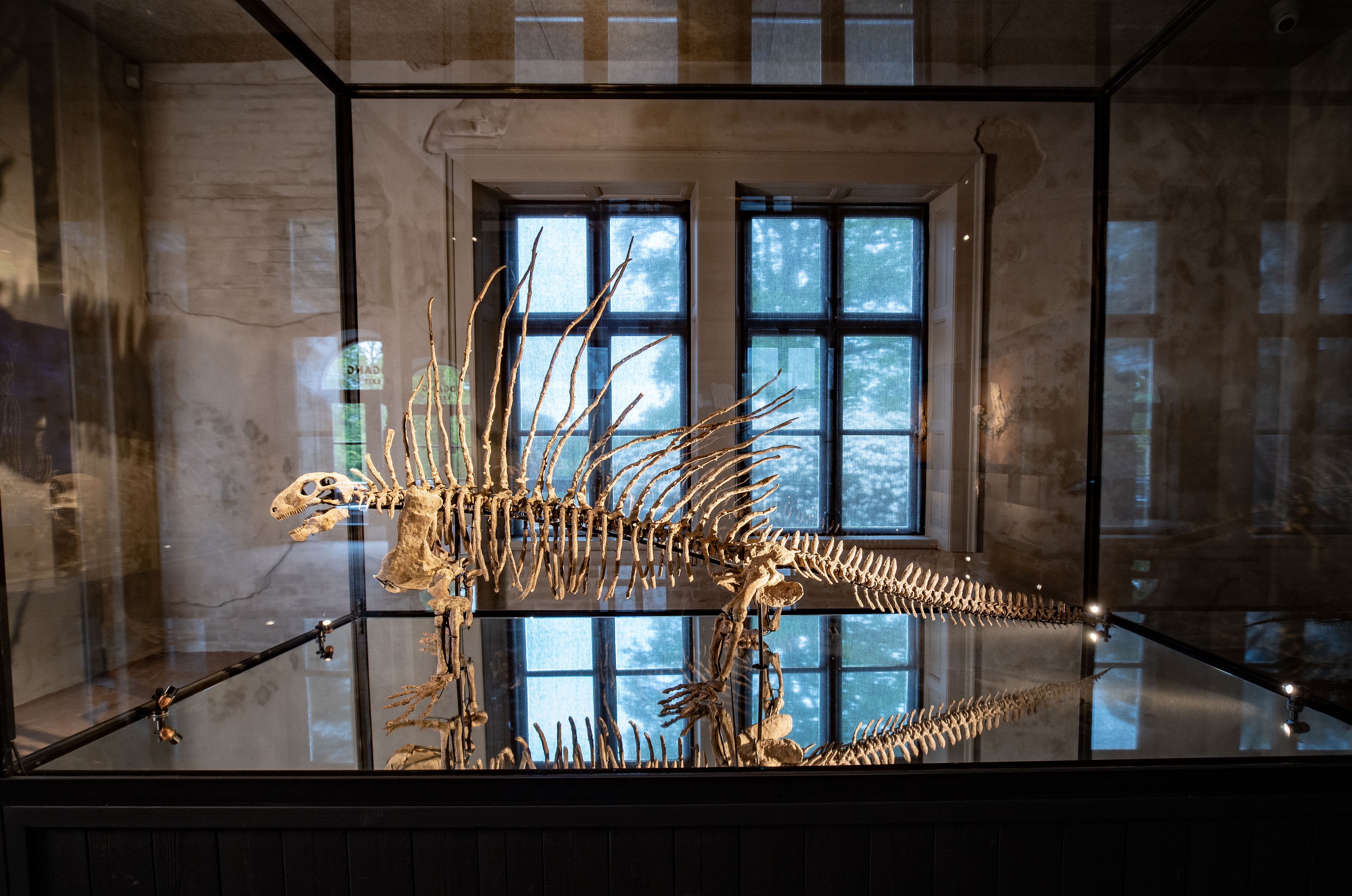 Edaphosaurus on display