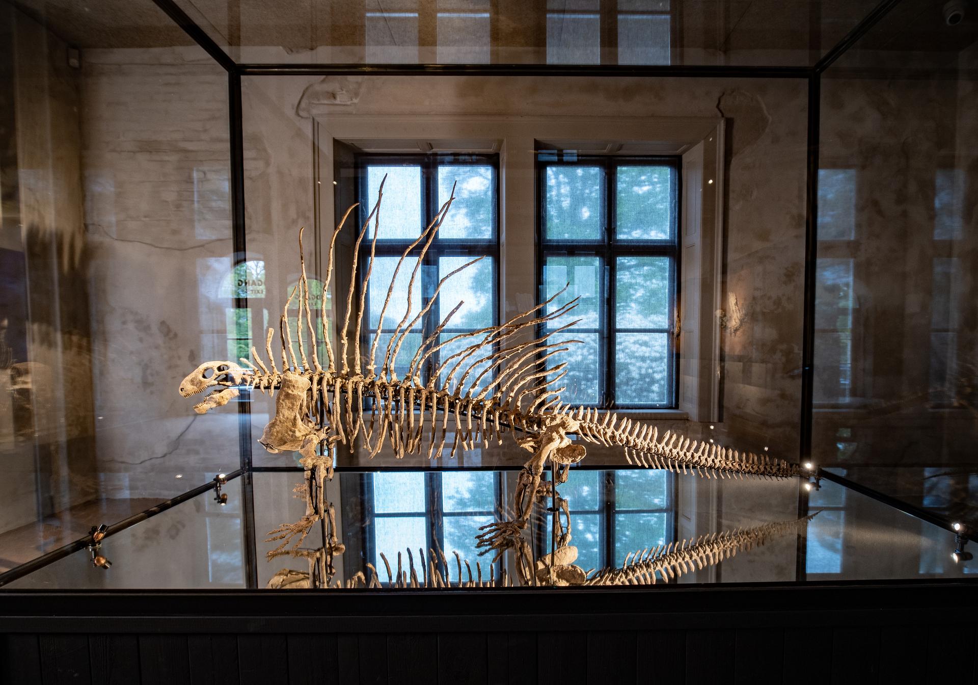 Edaphosaurus on display