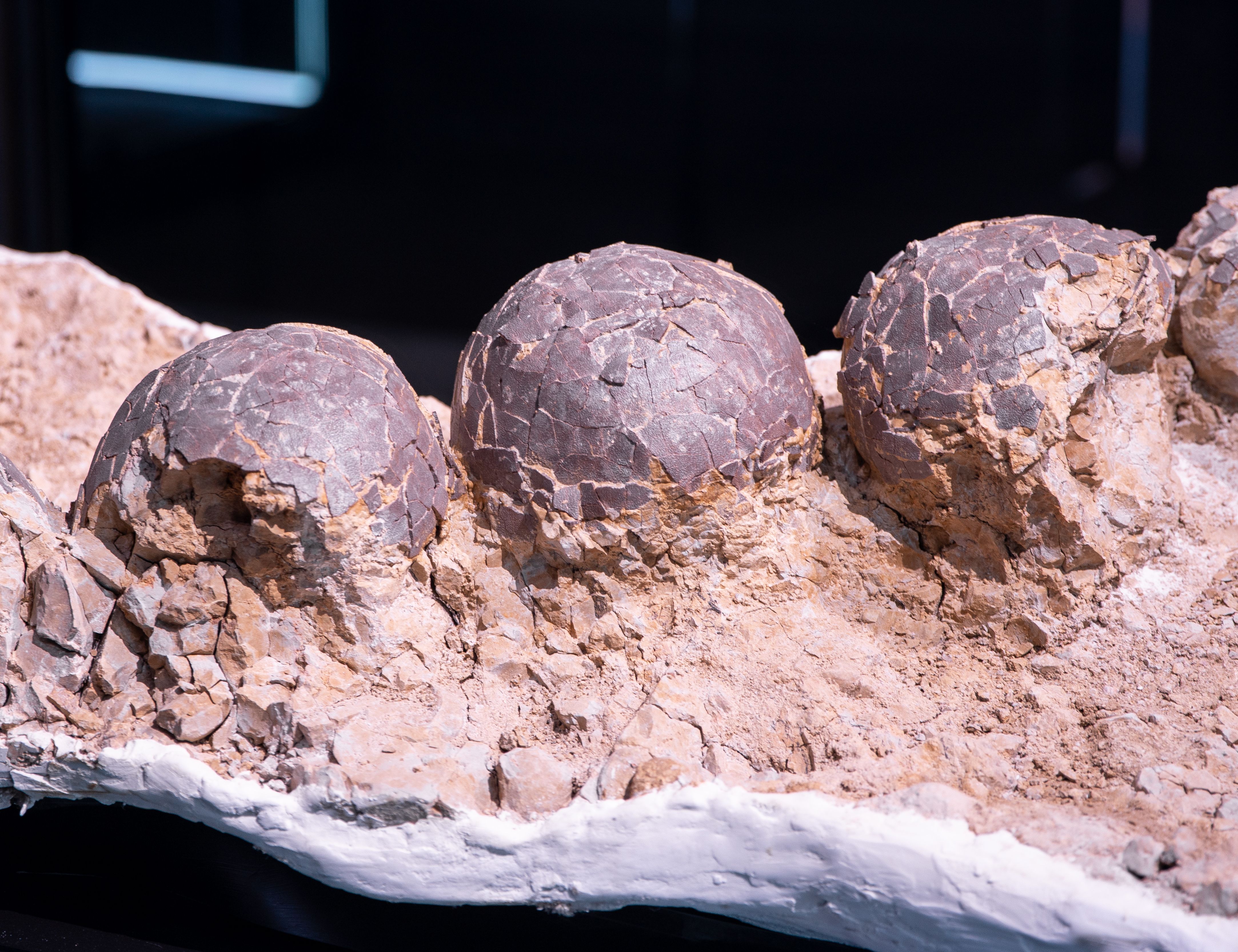 Rare Dinosaur Eggs Gave Life to Nine Dinosaurs