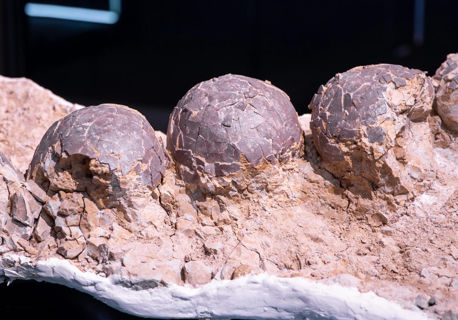 Rare Dinosaur Eggs Gave Life to Nine Dinosaurs
