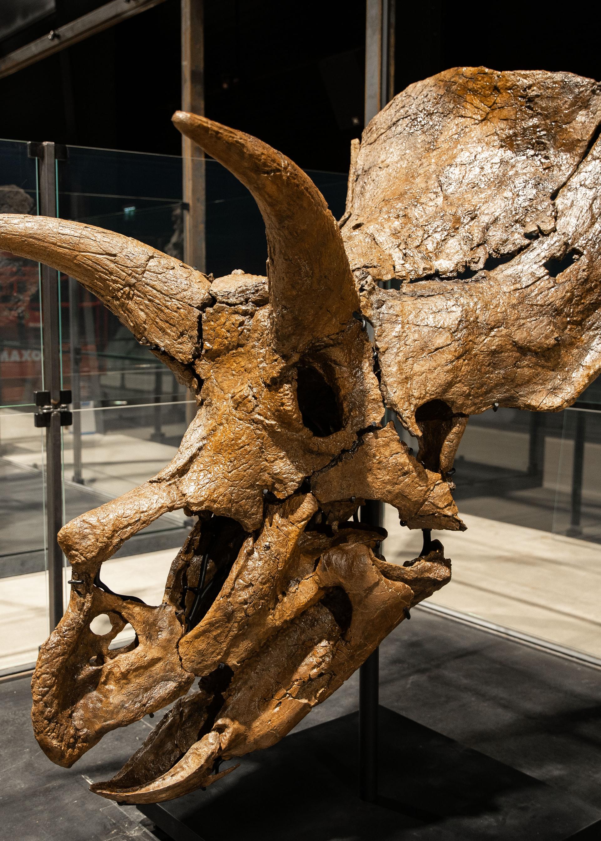 Triceratops at the Museum of Evolution