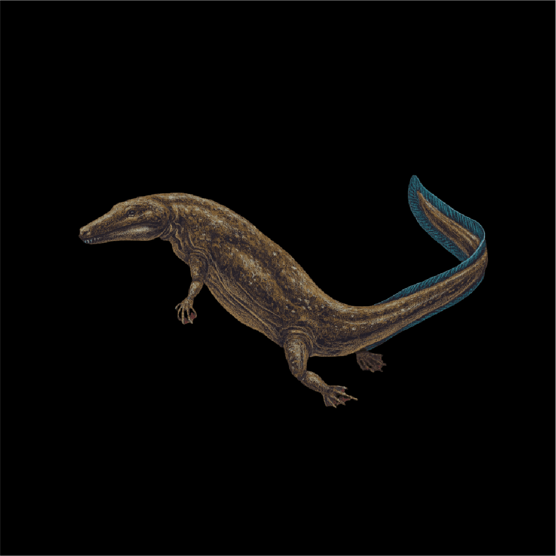 Archeria crassidisca