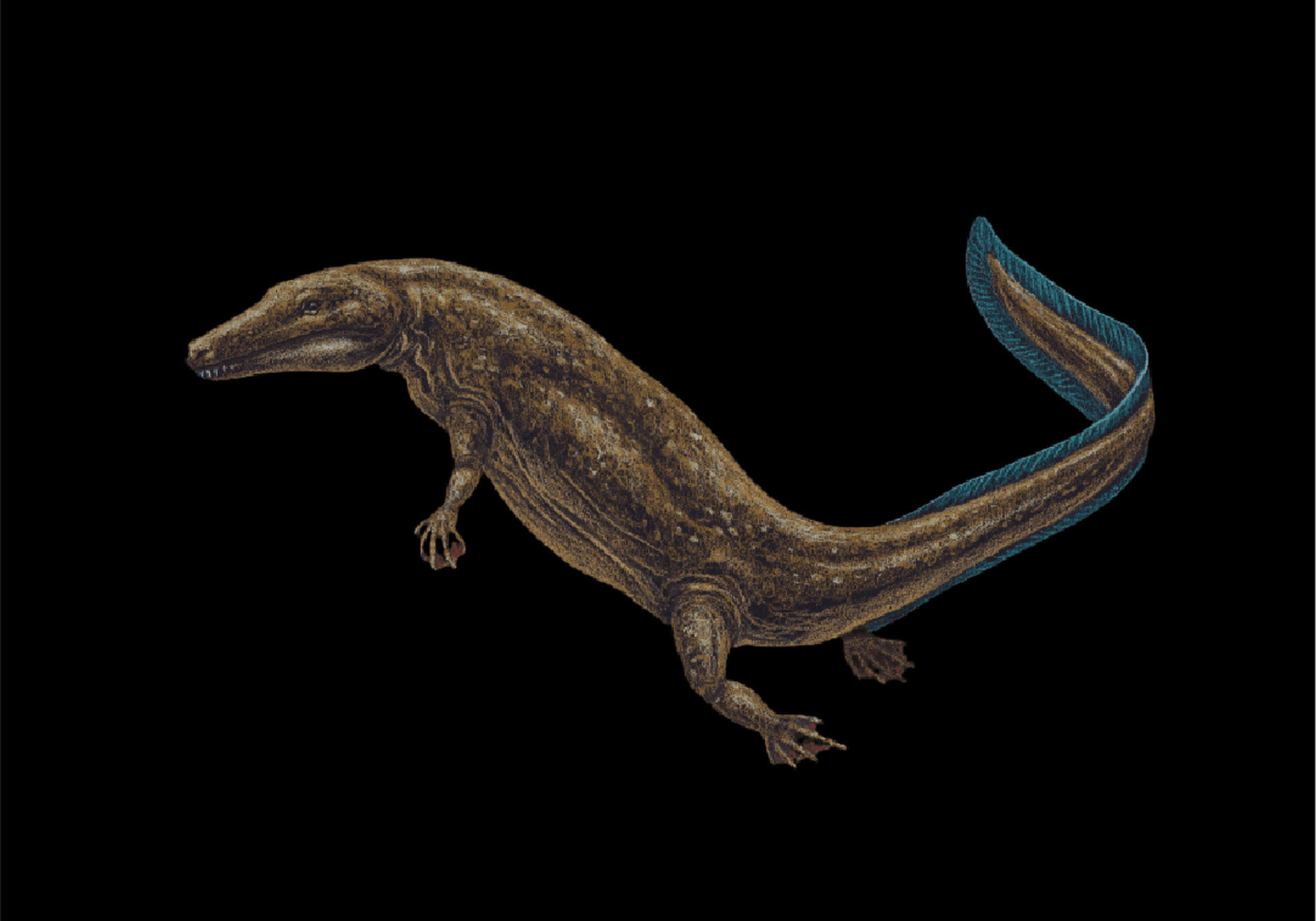 Archeria crassidisca