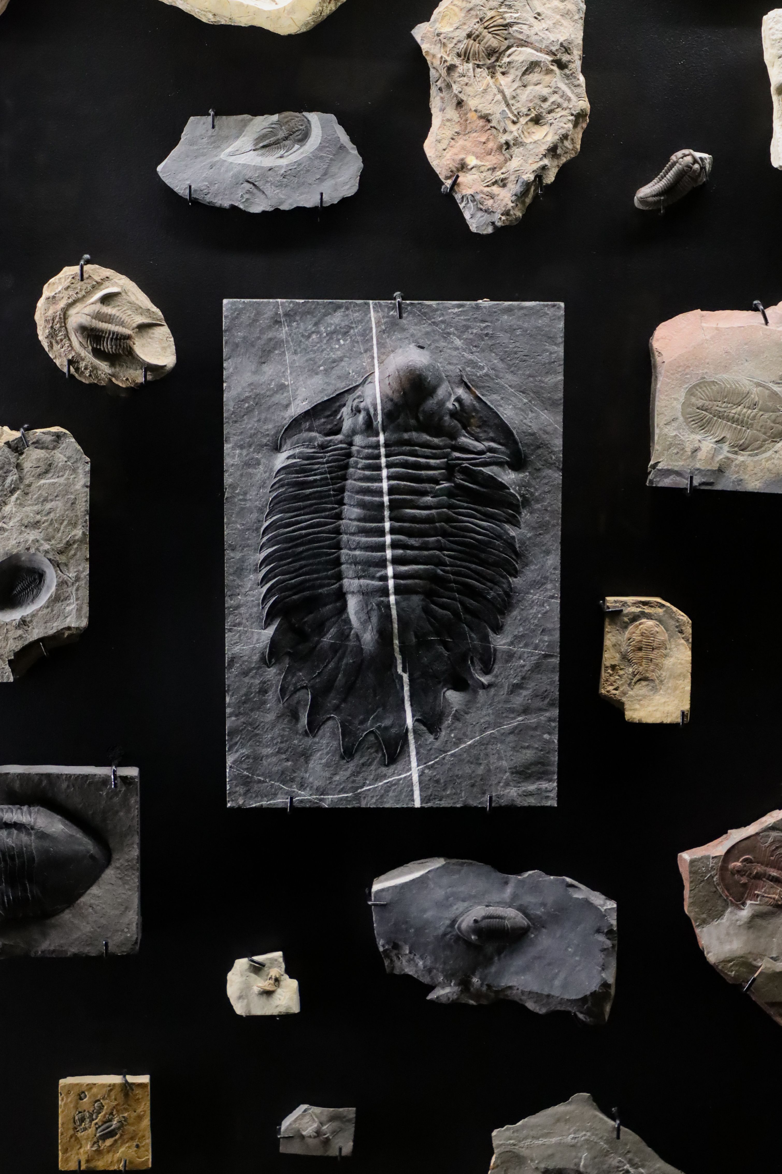 A collection of various trilobite fossils mounted on a black background.