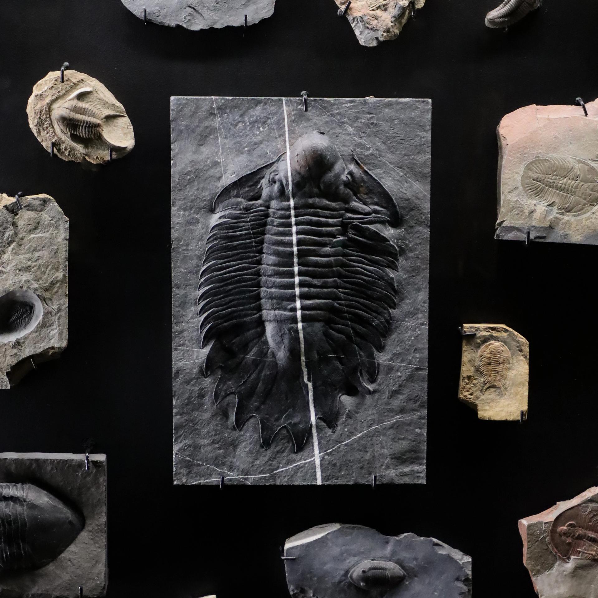 A collection of trilobite fossils of various sizes displayed on a dark background, with a large, detailed trilobite in the center.