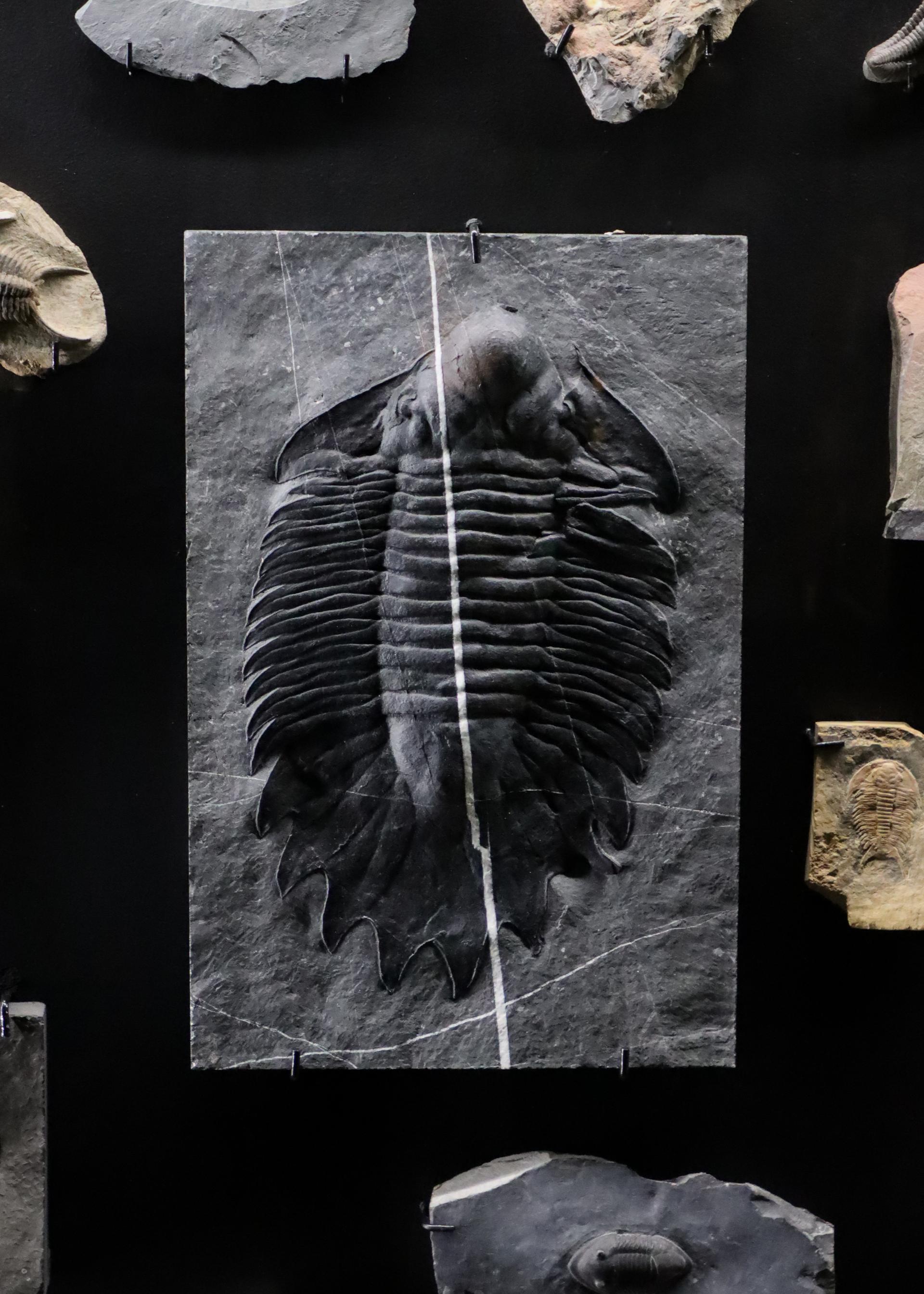A collection of various trilobite fossils mounted on a black background.