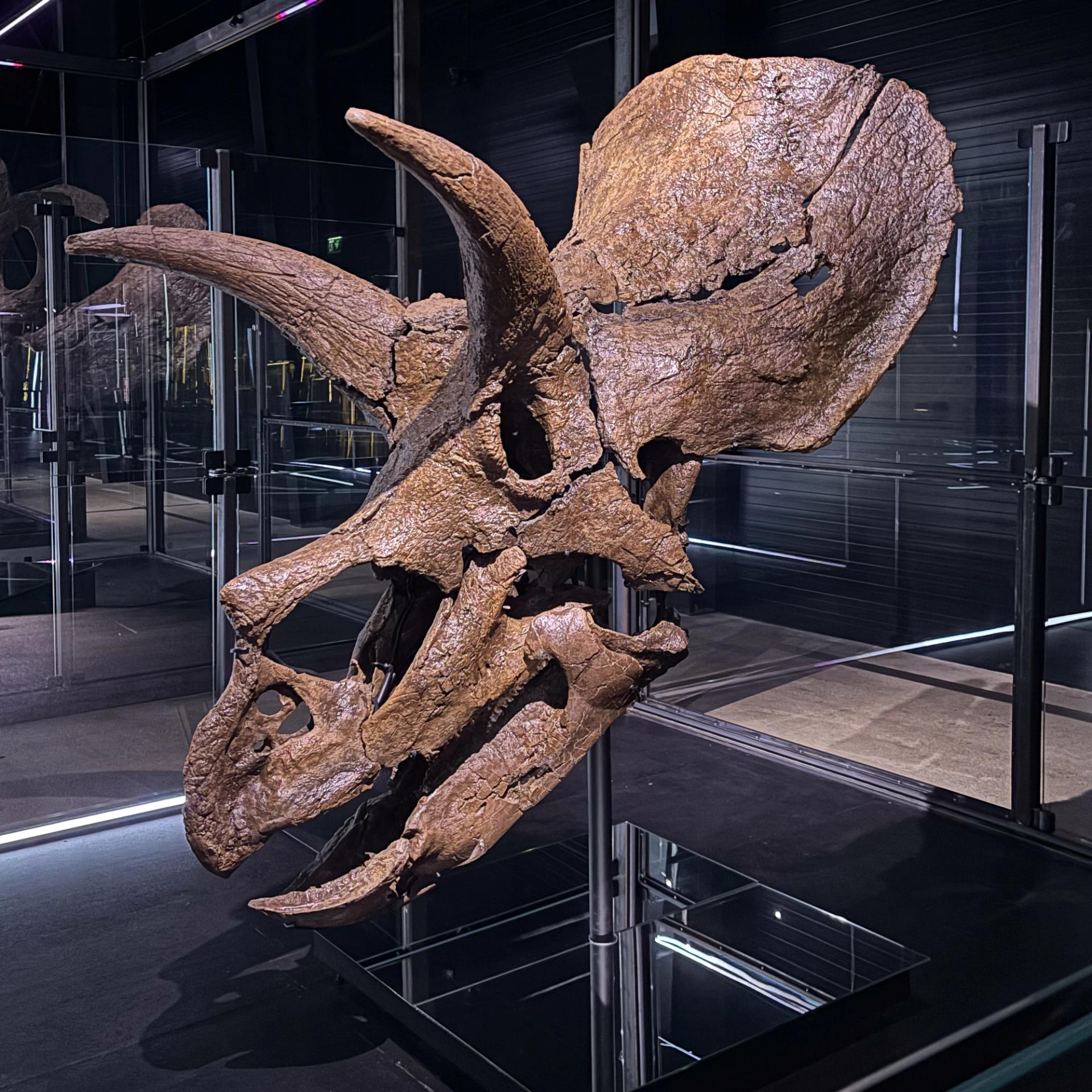 Triceratops at the Museum of Evolution