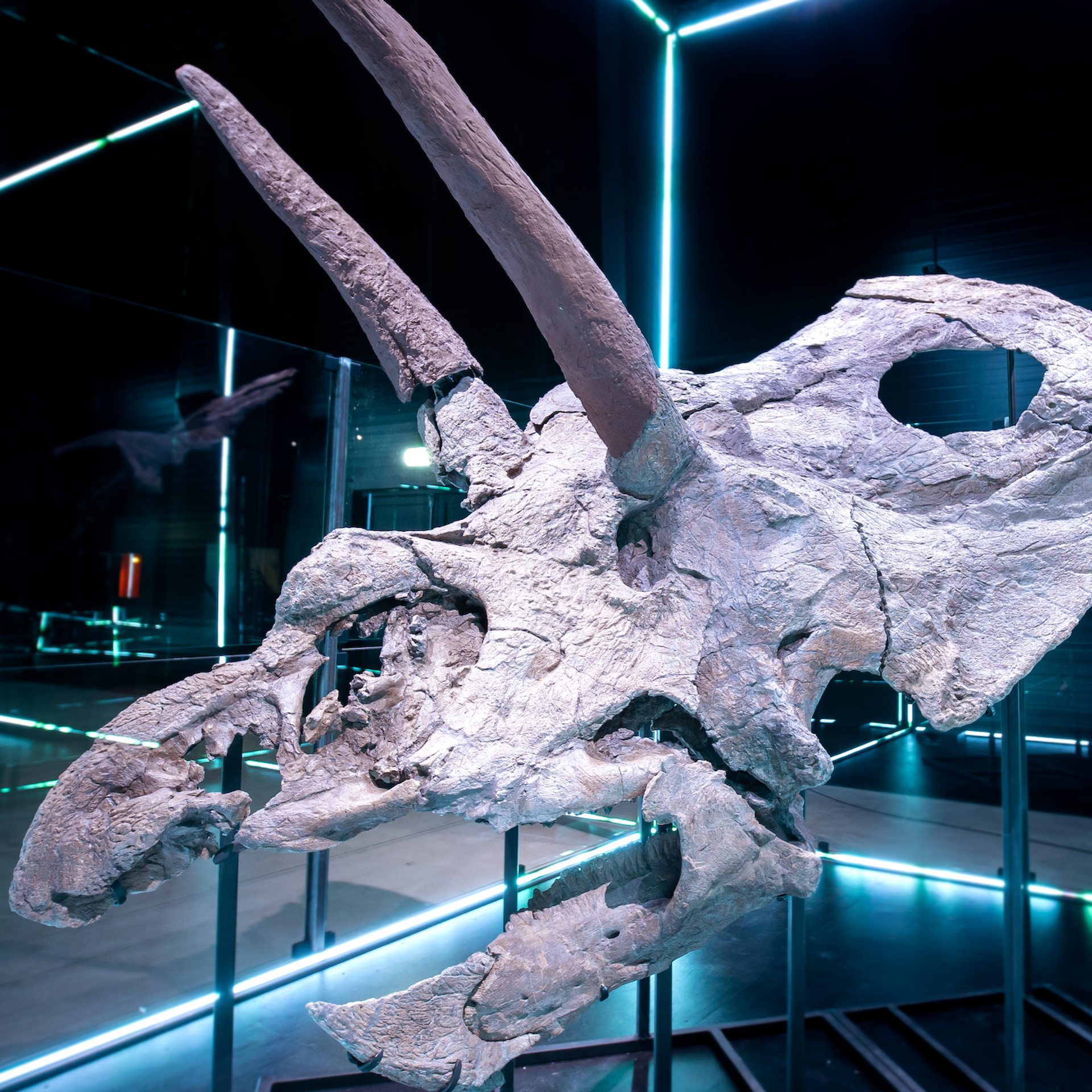 World’s biggest dinosaur skull, Torosaurus
