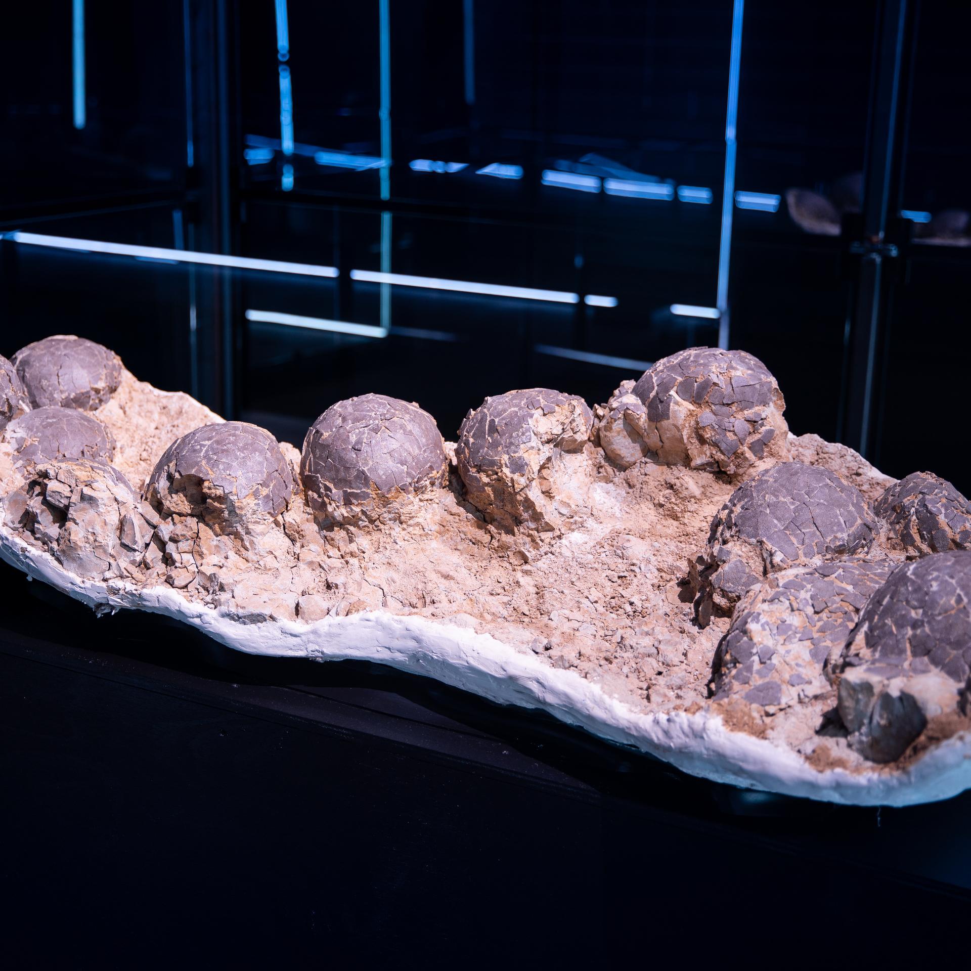 Rare Dinosaur Eggs Gave Life to Nine Dinosaurs