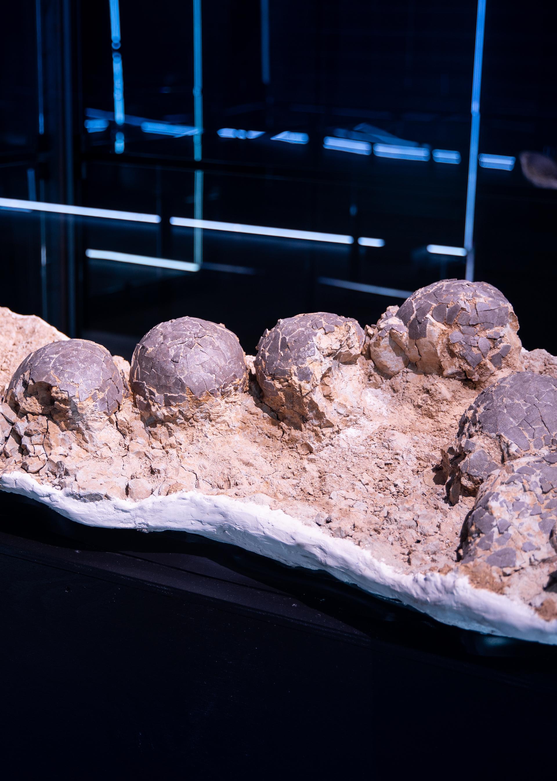 Rare Dinosaur Eggs Gave Life to Nine Dinosaurs