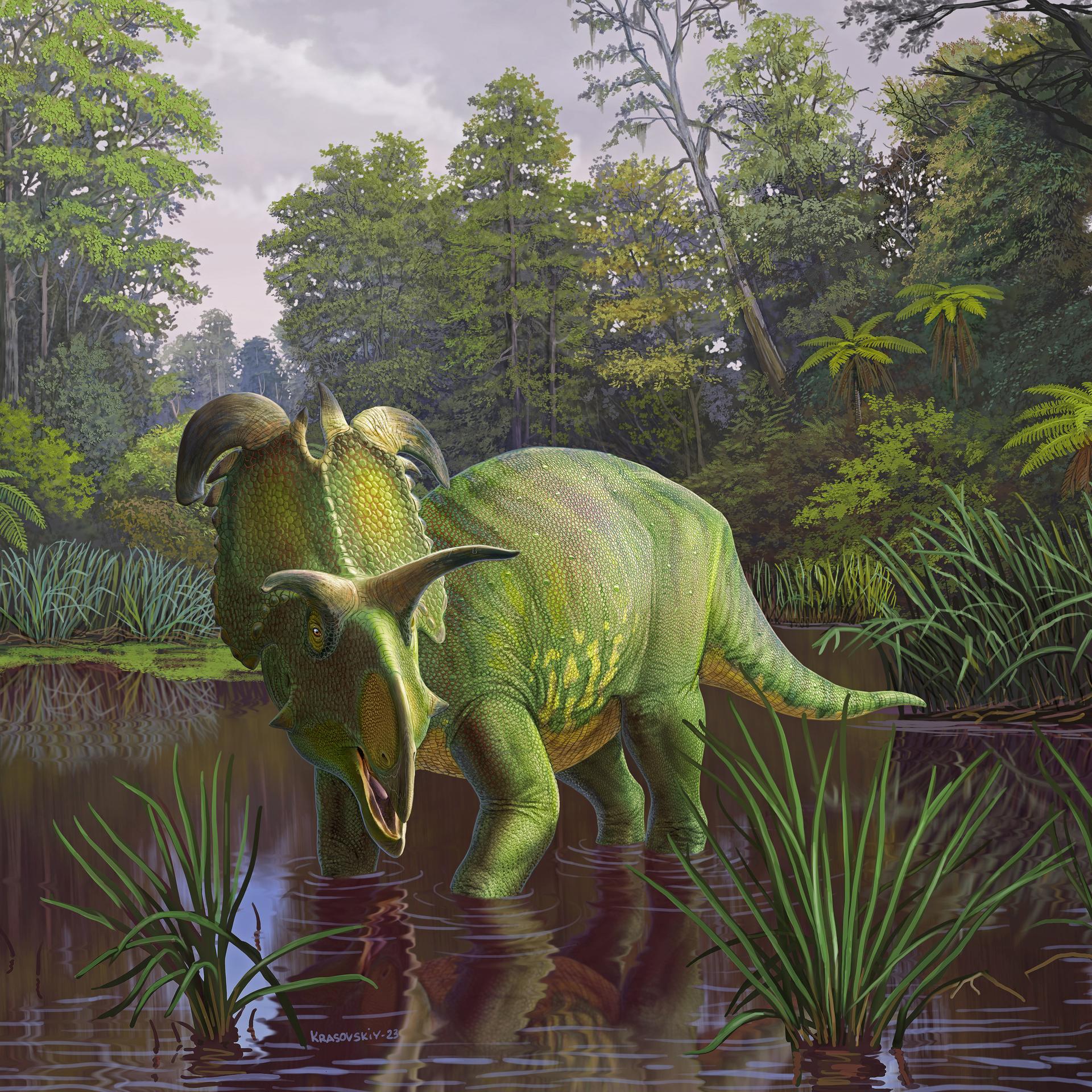 Brand-new dinosaur species, Lokiceratops rangiformis