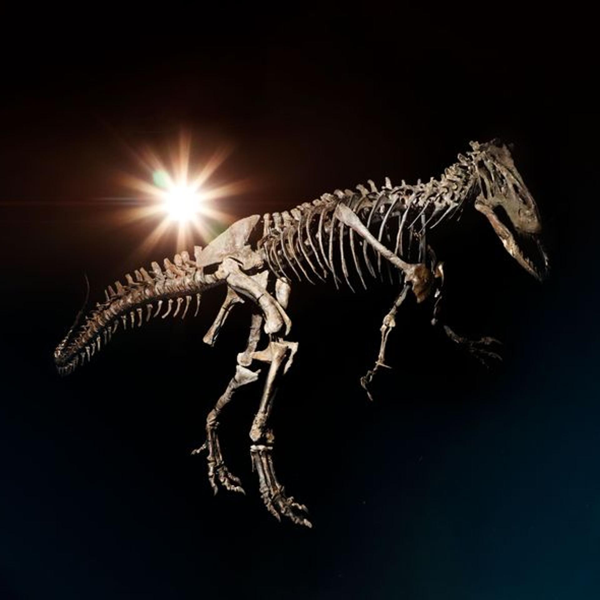 Genuine Skeleton of the Ultimate Predator Dinosaur Arrives in Denmark