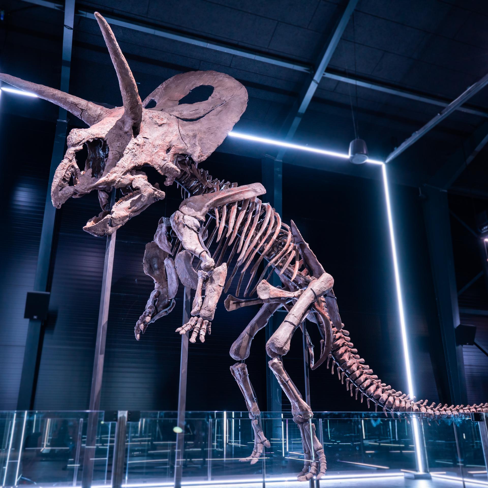 Denmark's First Dinosaur Museum Officially Opens