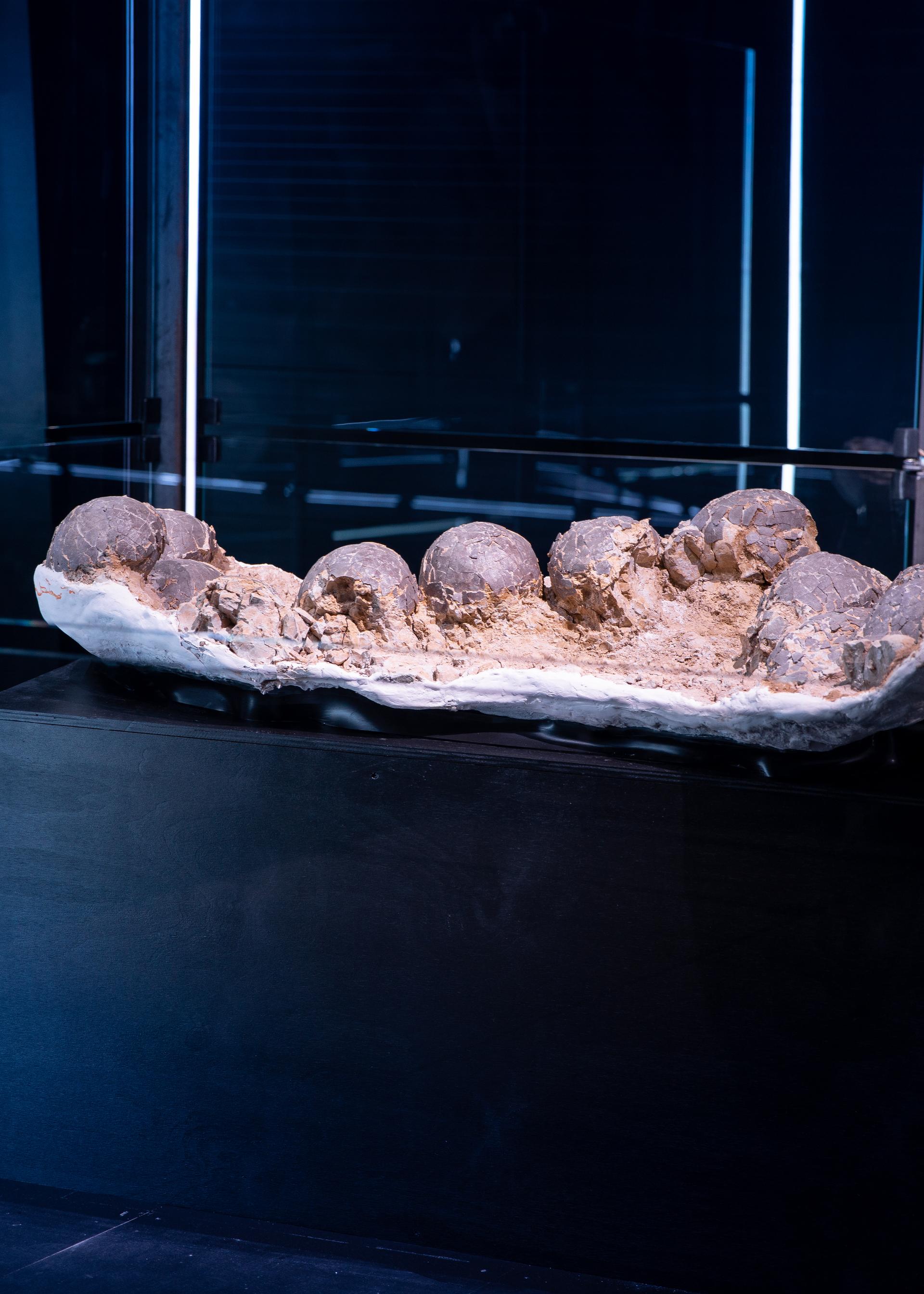 Fossilized eggs from a European long-neck dinosaur