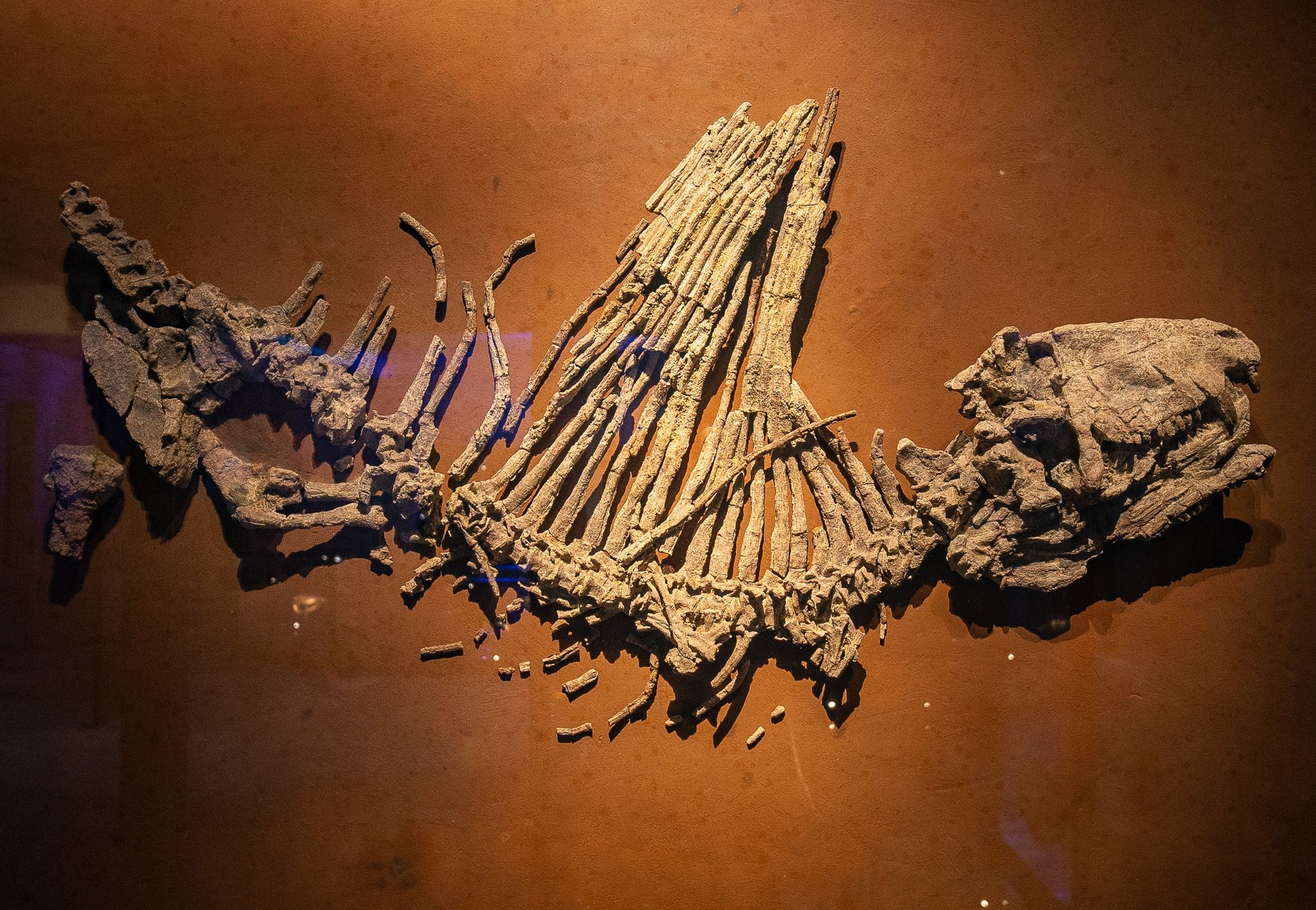 Dimetrodon limbatus on display