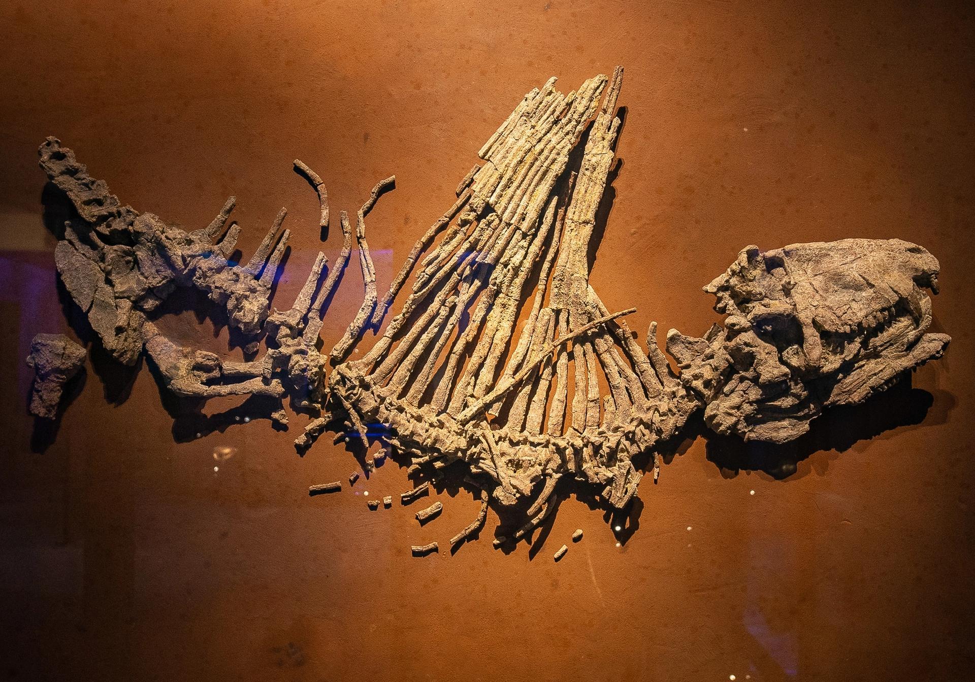 Dimetrodon limbatus on display
